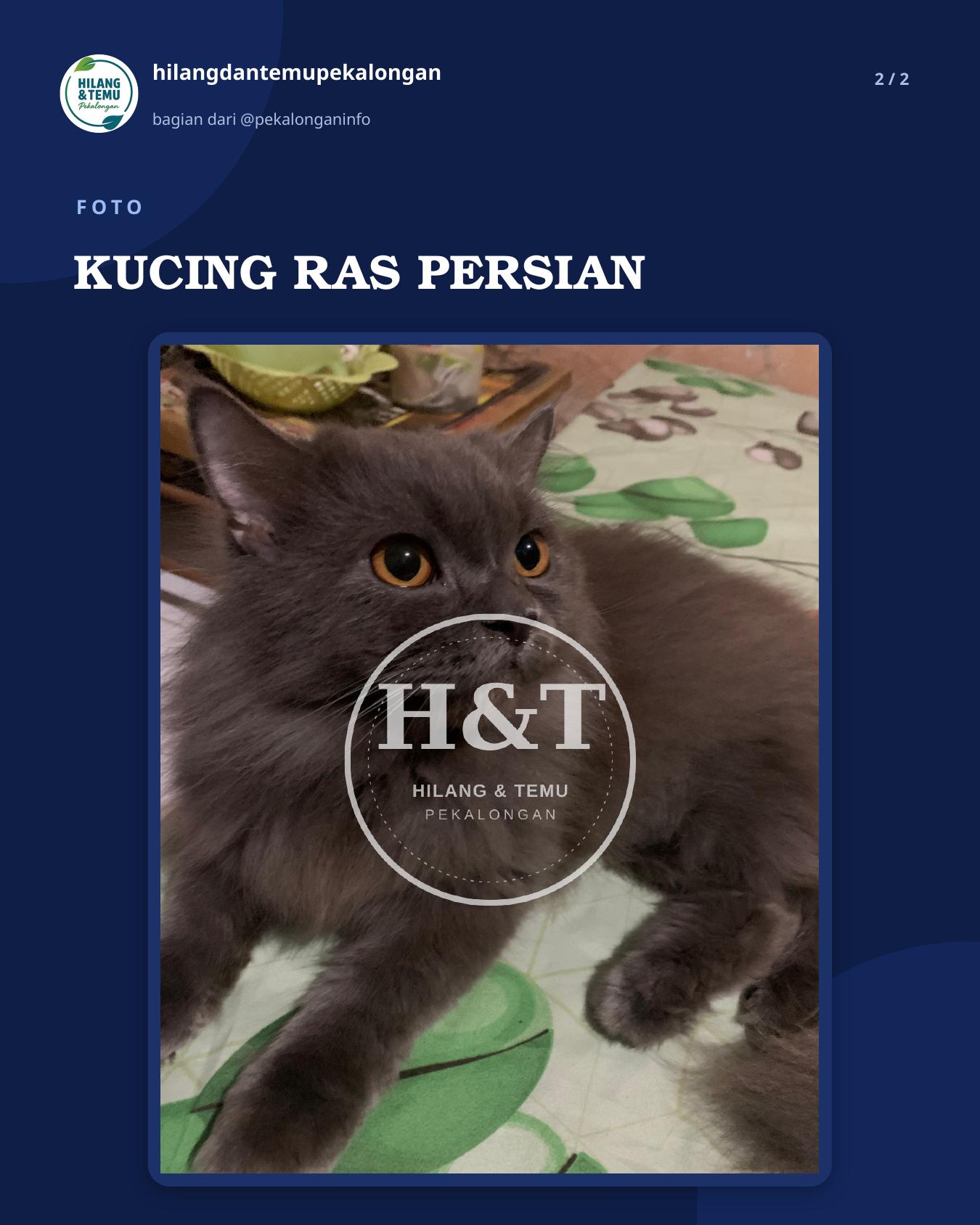 Slide 2 laporan KUCING RAS PERSIAN