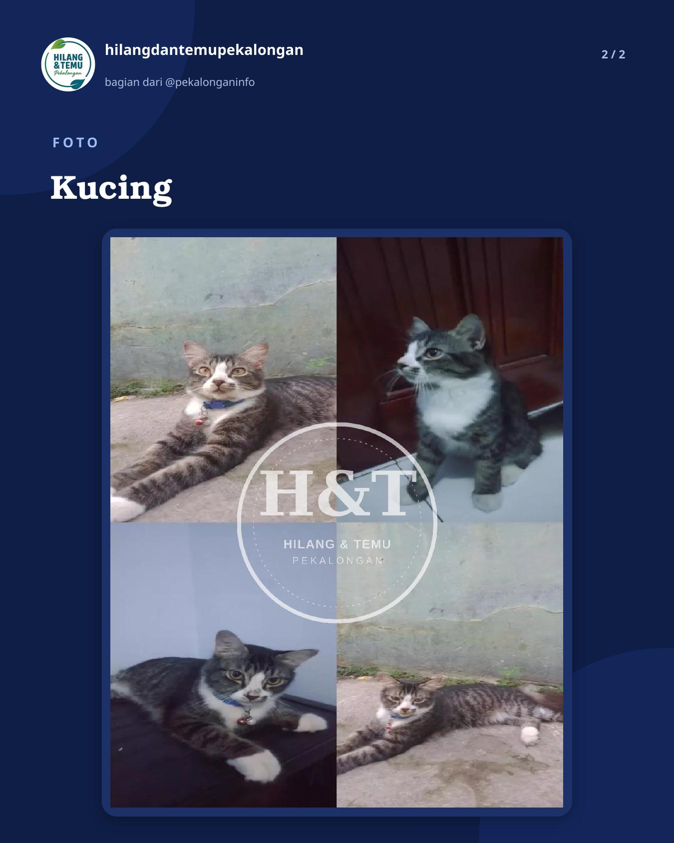 Slide 2 laporan Kucing