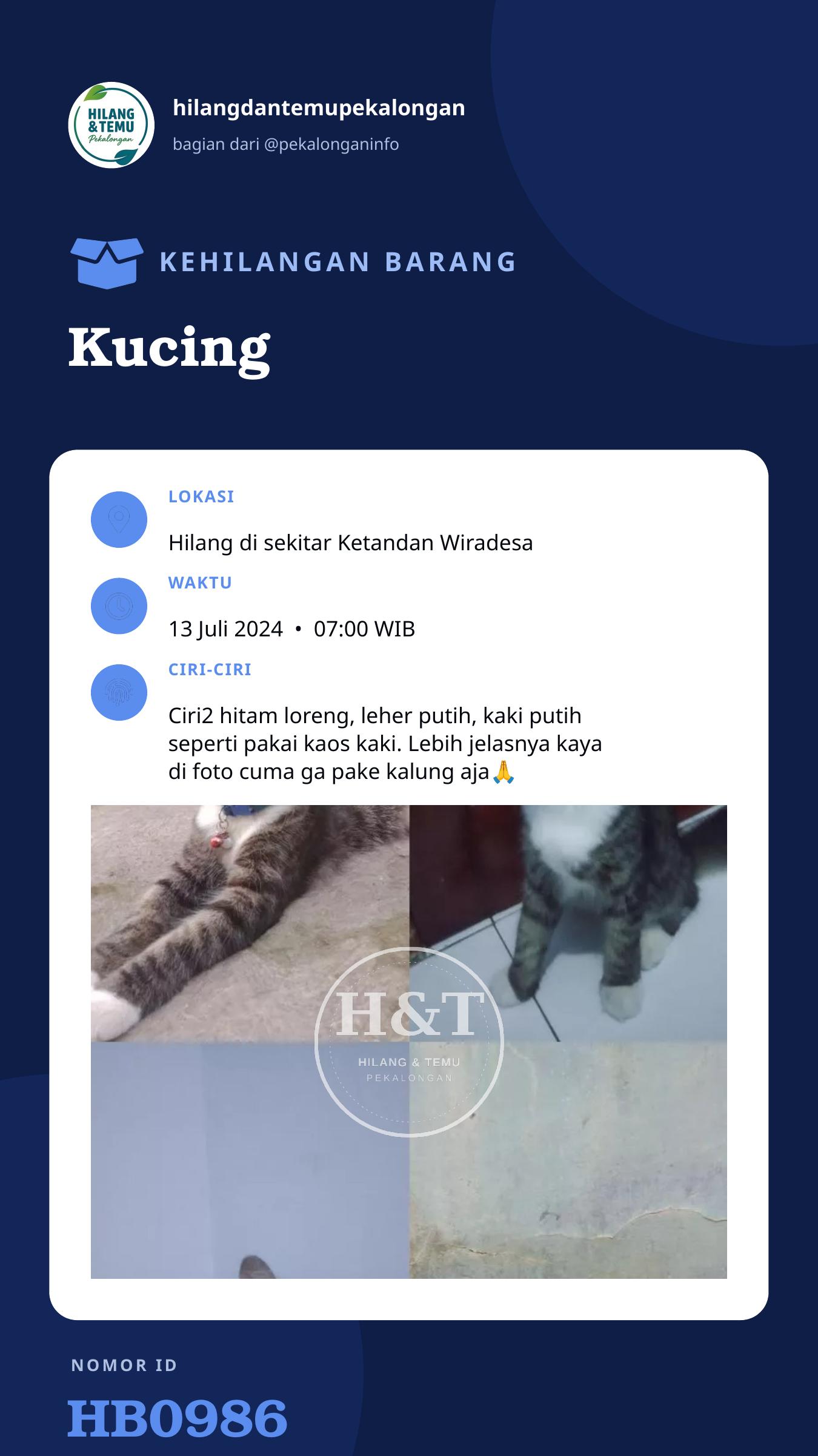Story 9:16 laporan Kucing