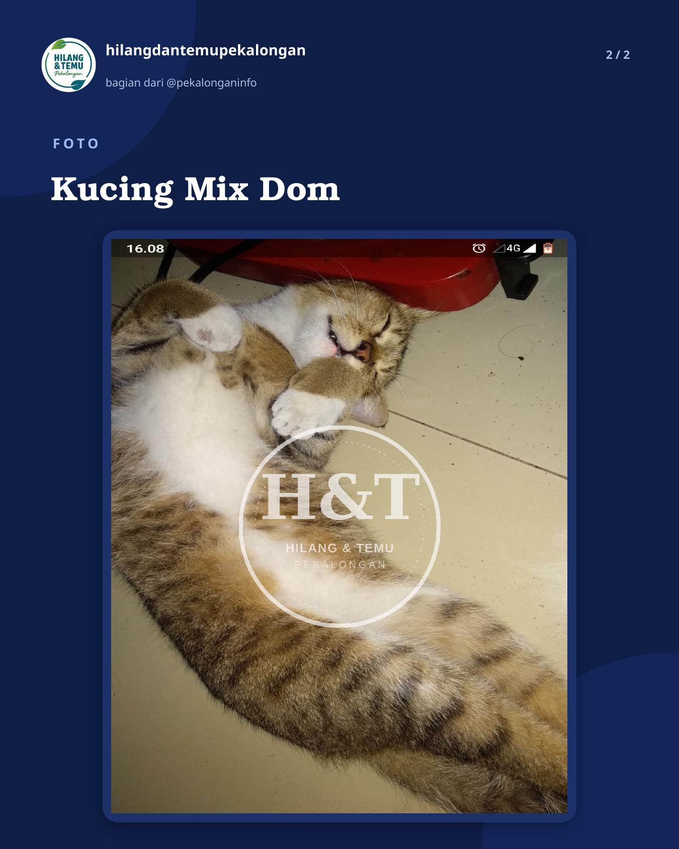 Slide 2 laporan Kucing Mix Dom