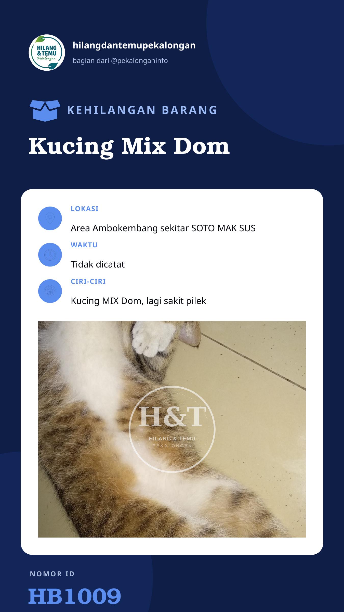 Story 9:16 laporan Kucing Mix Dom