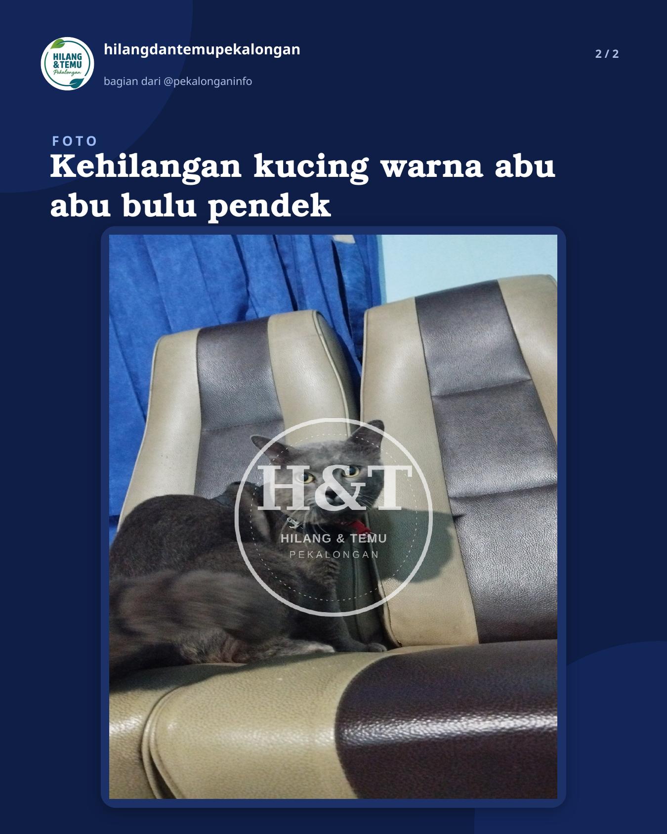 Slide 2 laporan Kehilangan kucing warna abu abu bulu pendek