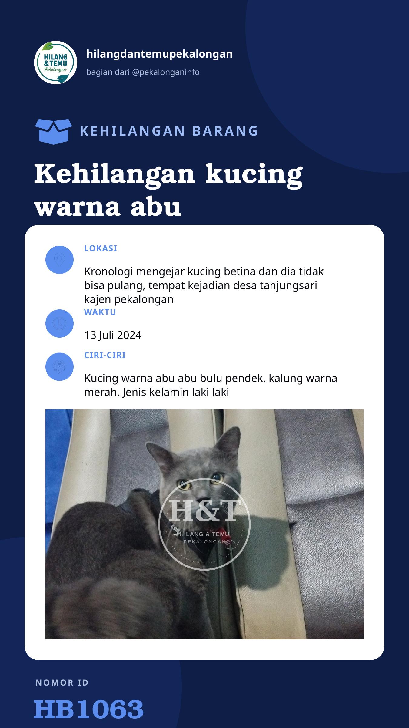 Story 9:16 laporan Kehilangan kucing warna abu abu bulu pendek