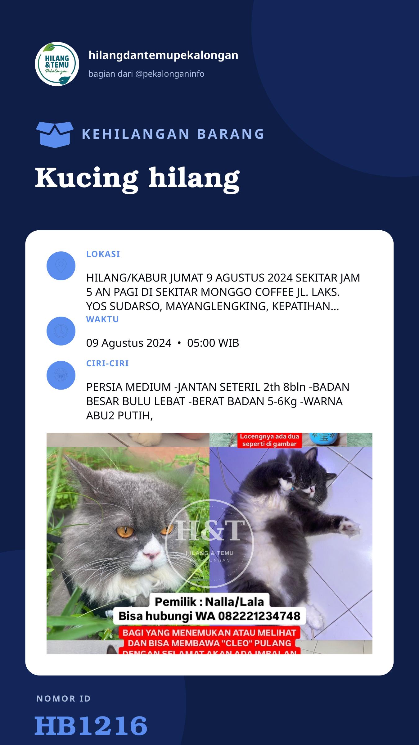 Story 9:16 laporan Kucing hilang