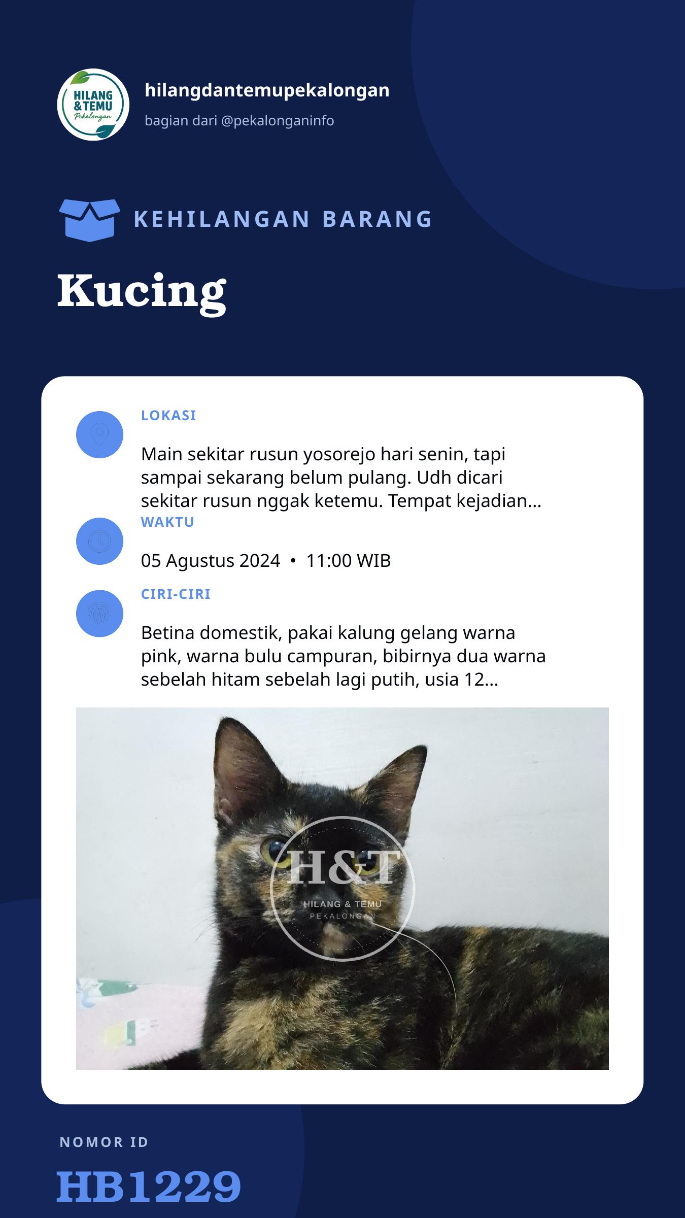 Story 9:16 laporan Kucing