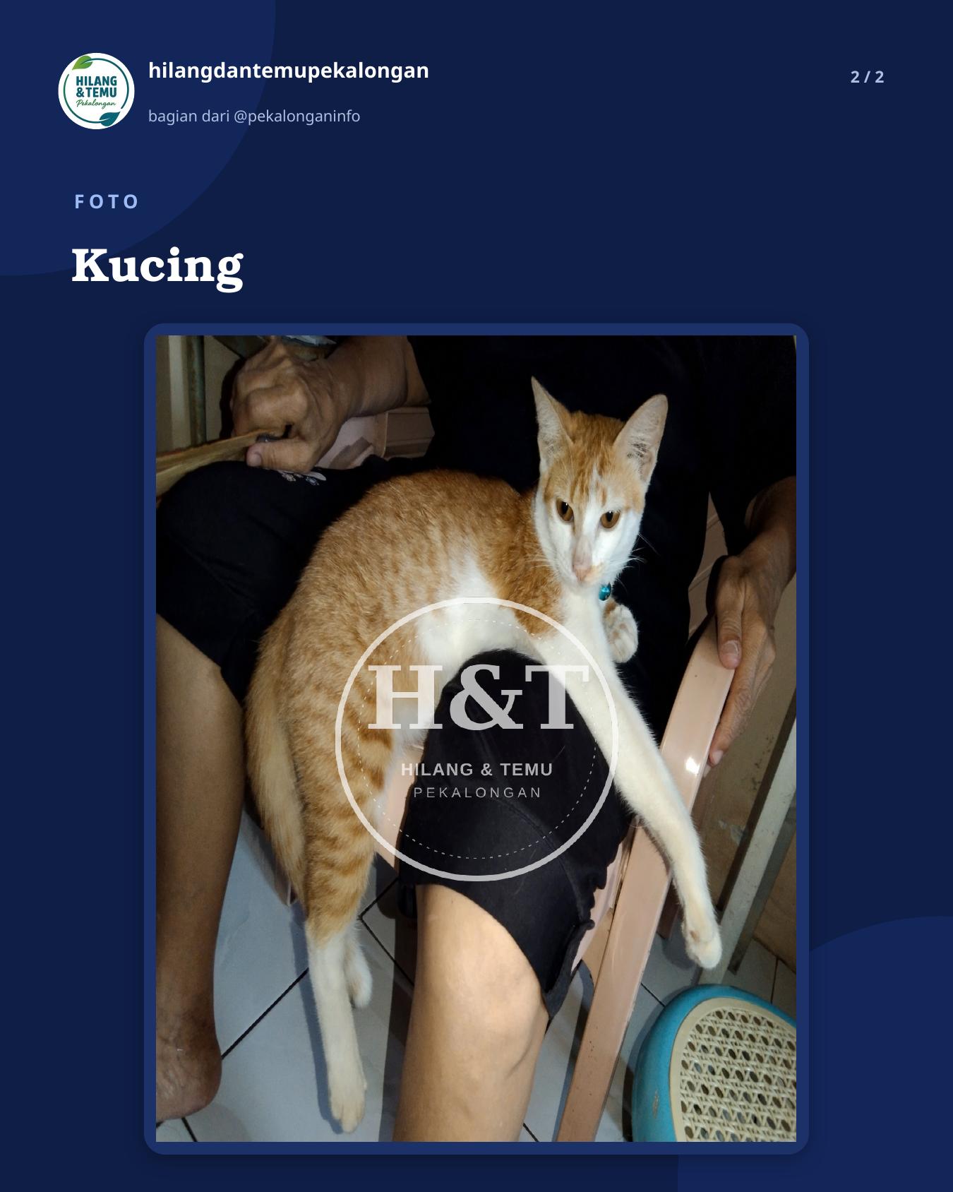 Slide 2 laporan Kucing