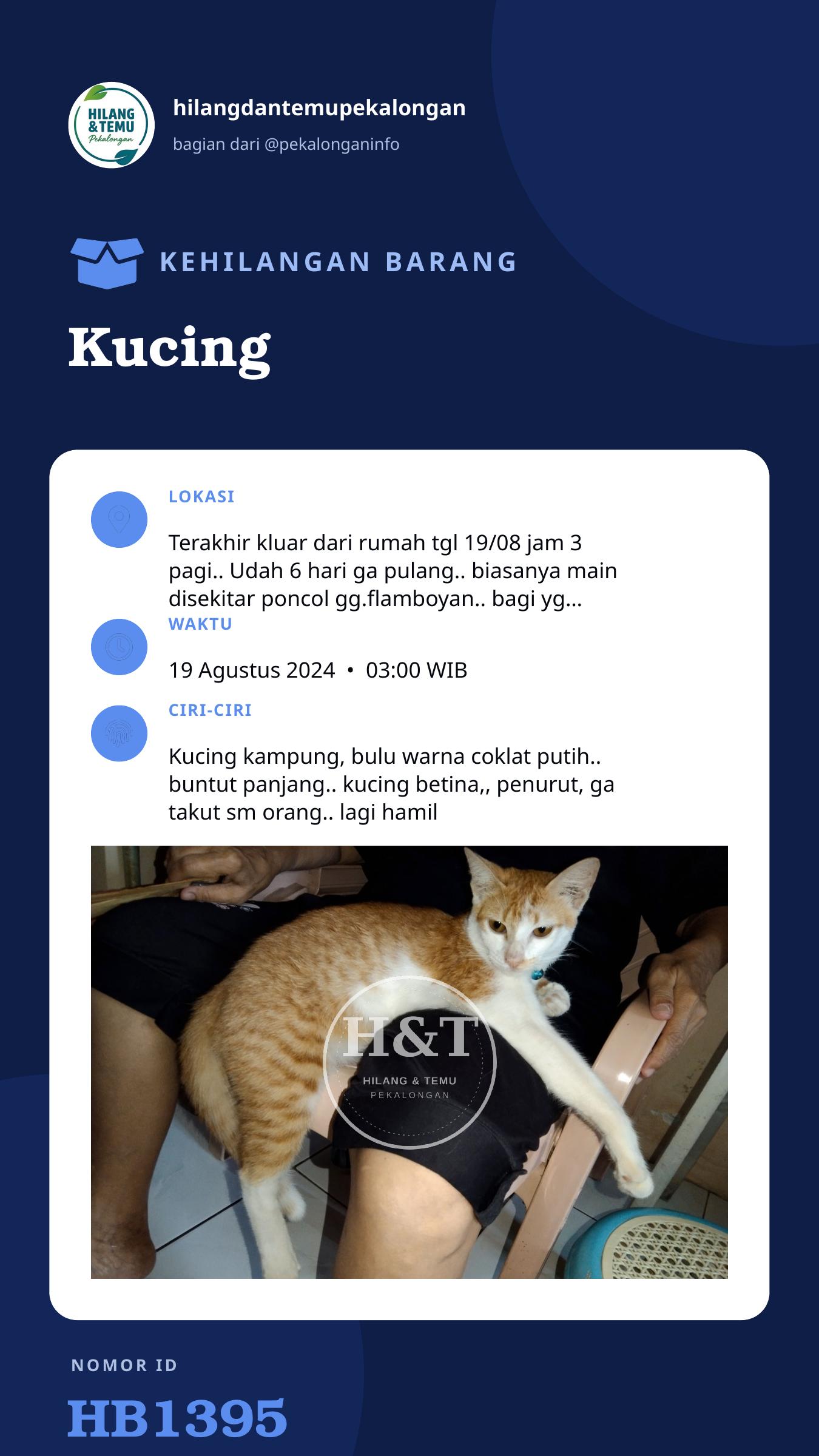 Story 9:16 laporan Kucing