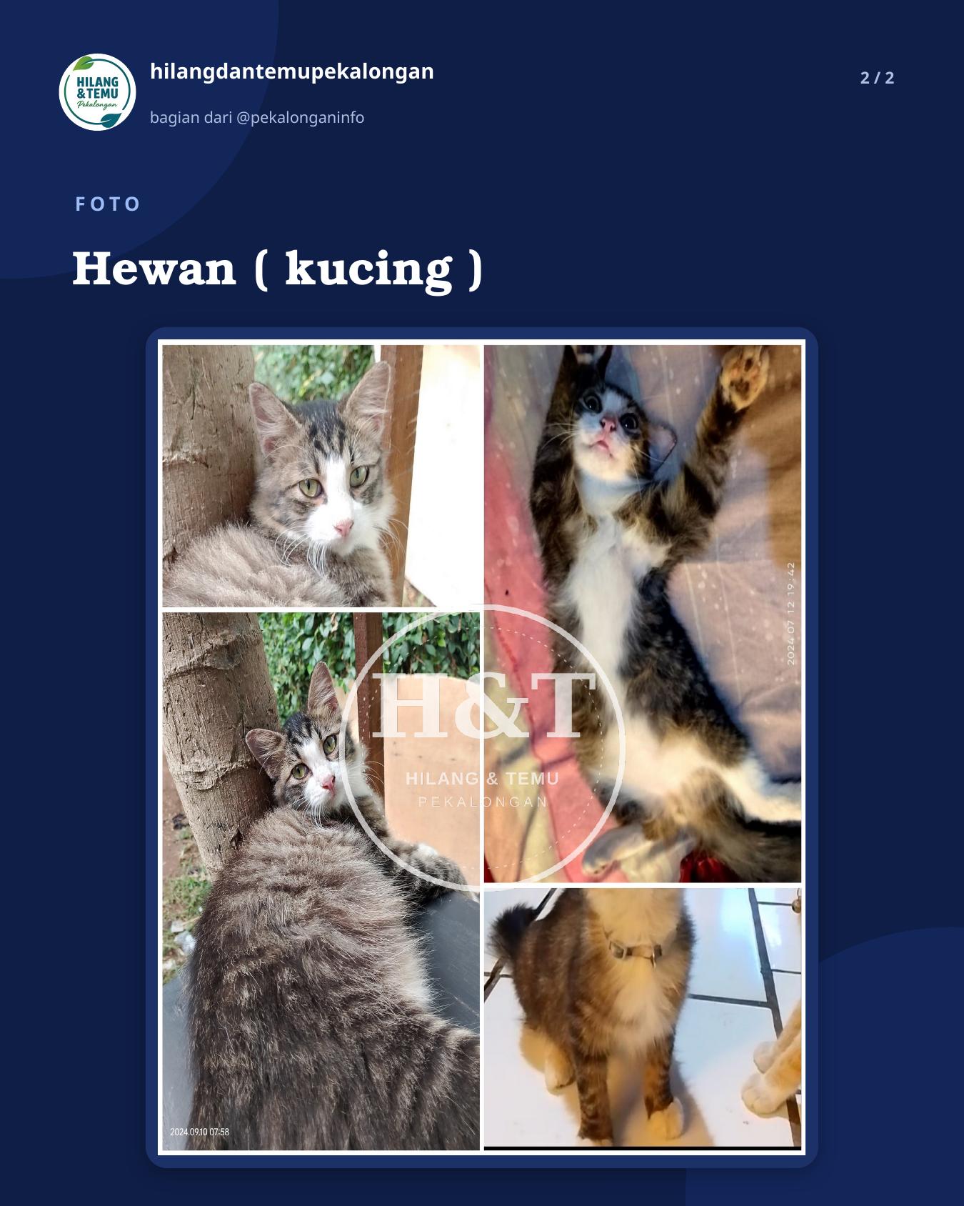 Slide 2 laporan Hewan ( kucing )