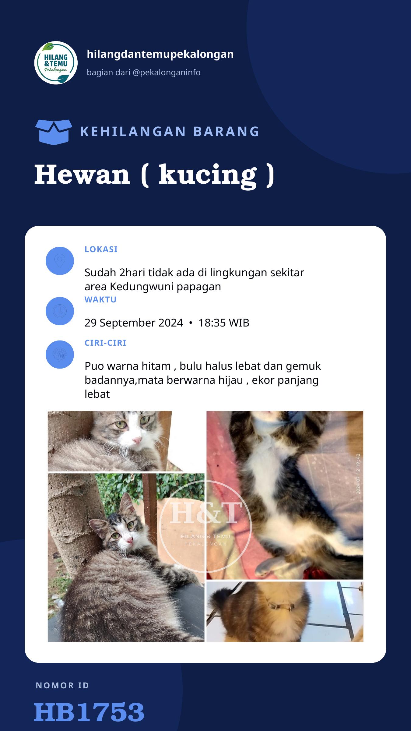 Story 9:16 laporan Hewan ( kucing )