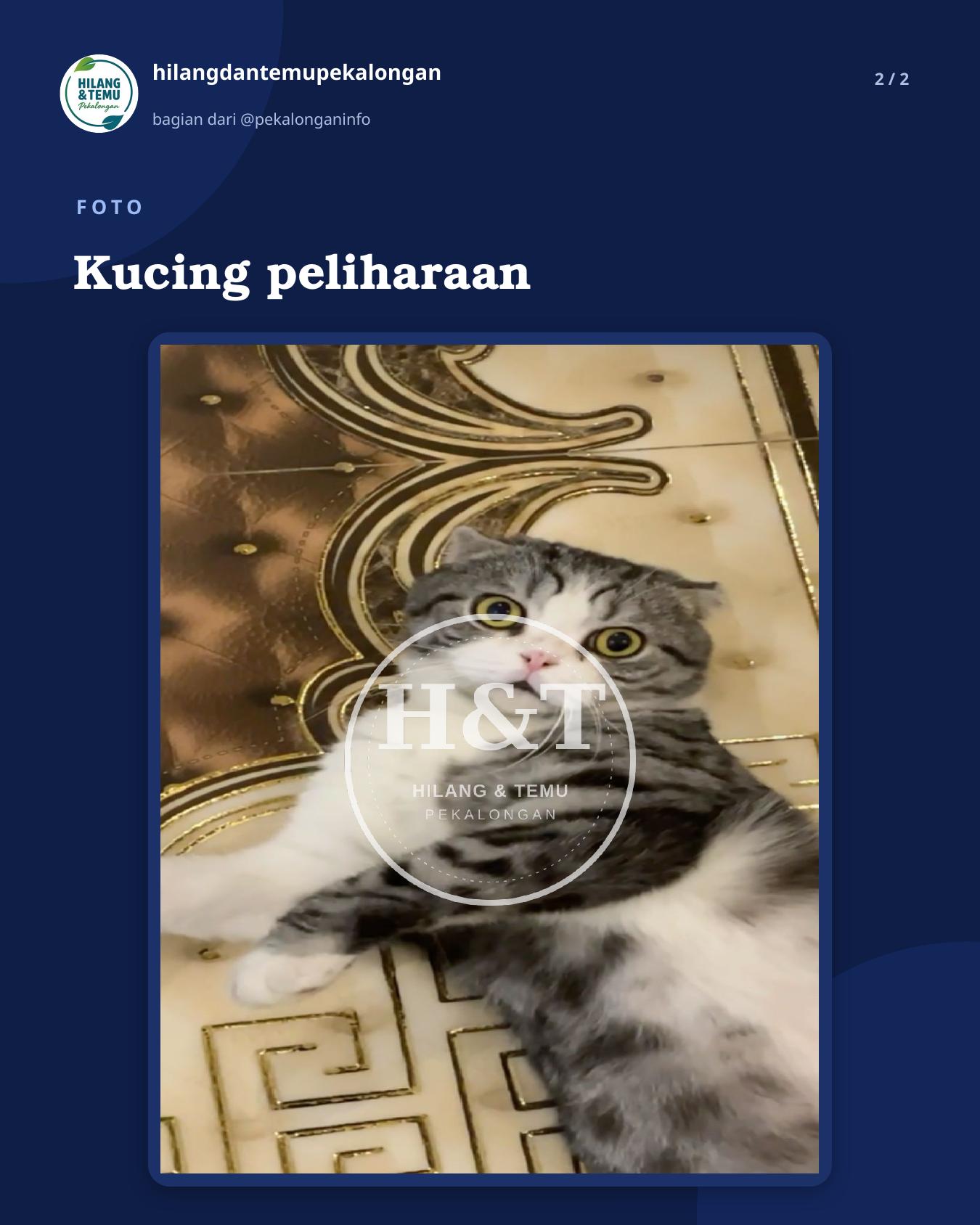 Slide 2 laporan Kucing peliharaan