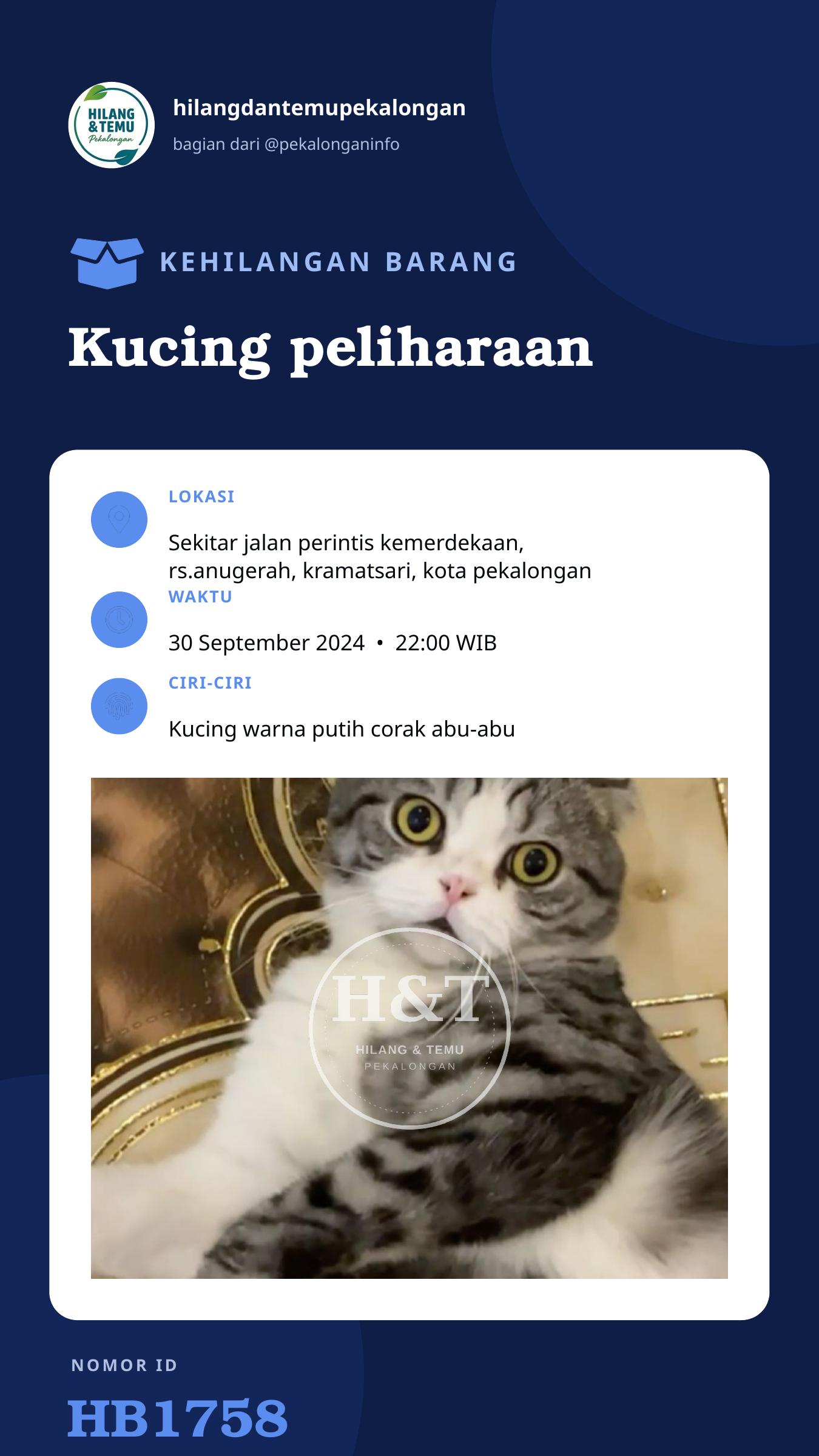 Story 9:16 laporan Kucing peliharaan