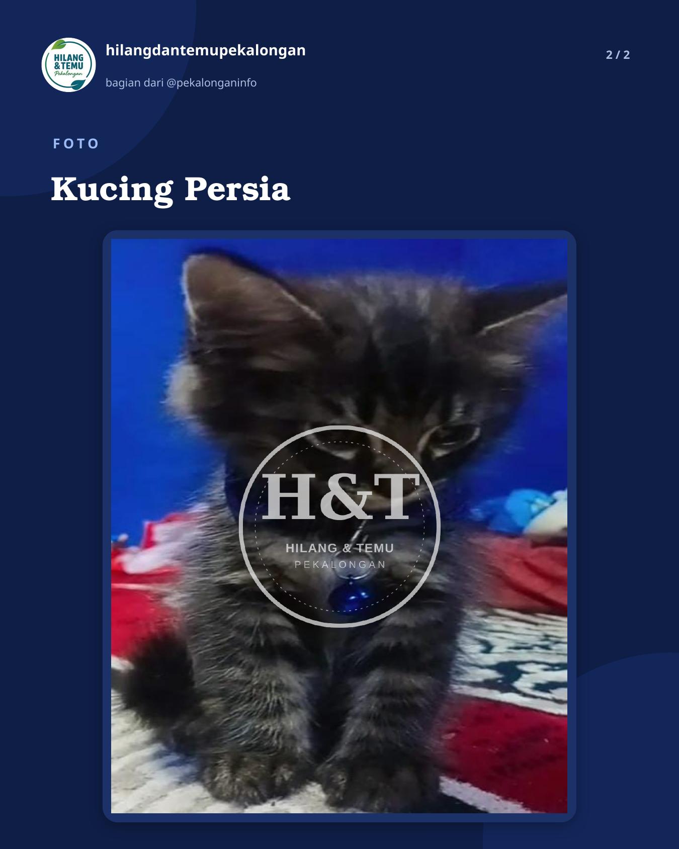 Slide 2 laporan Kucing Persia