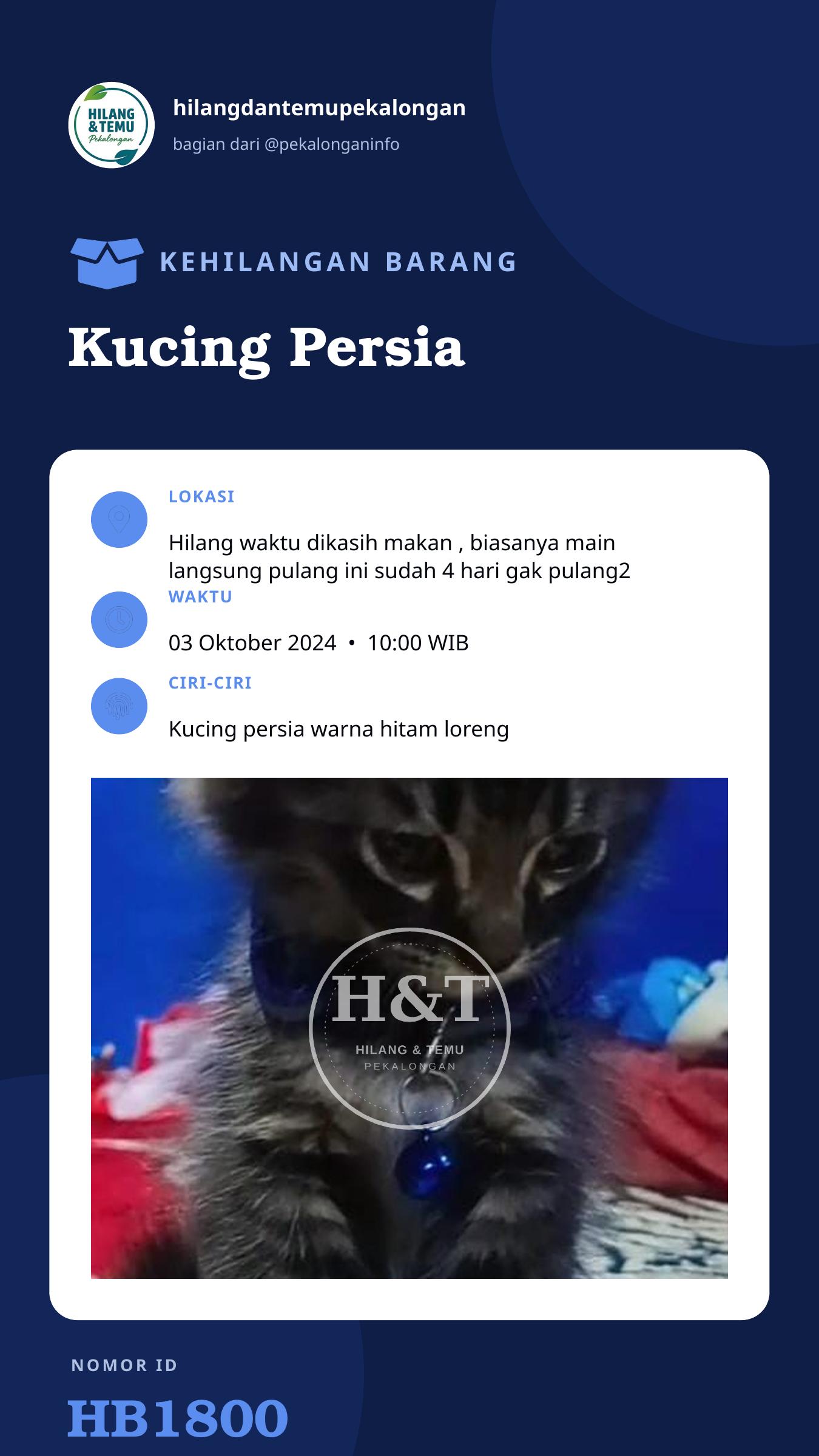 Story 9:16 laporan Kucing Persia