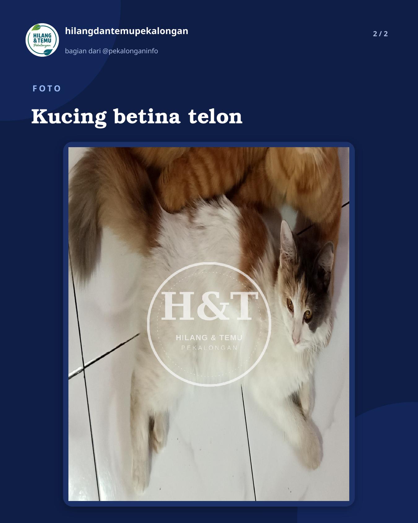 Slide 2 laporan Kucing betina telon