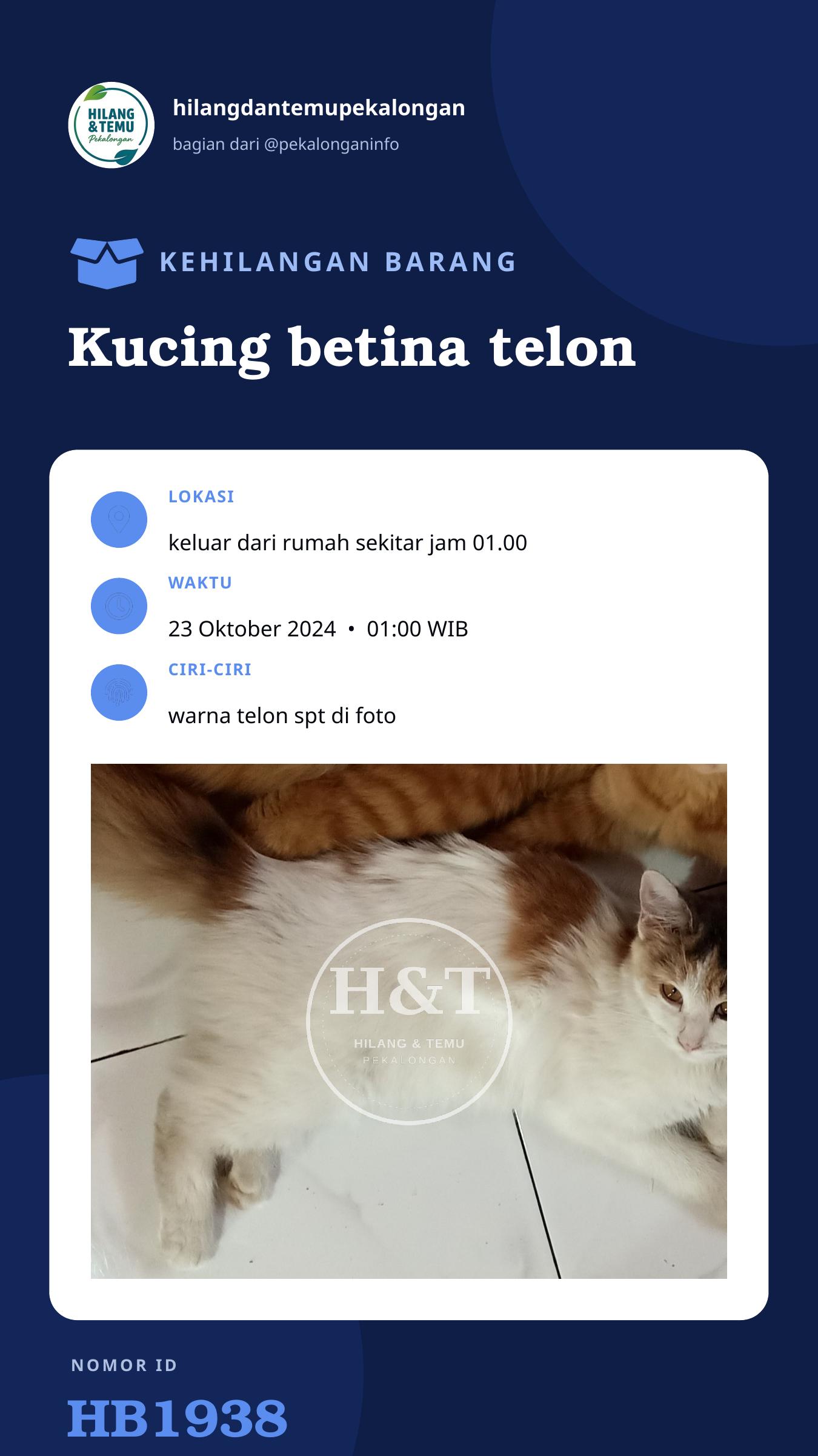 Story 9:16 laporan Kucing betina telon
