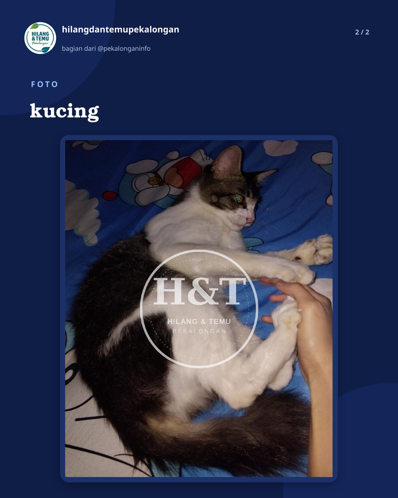 Slide 2 laporan kucing