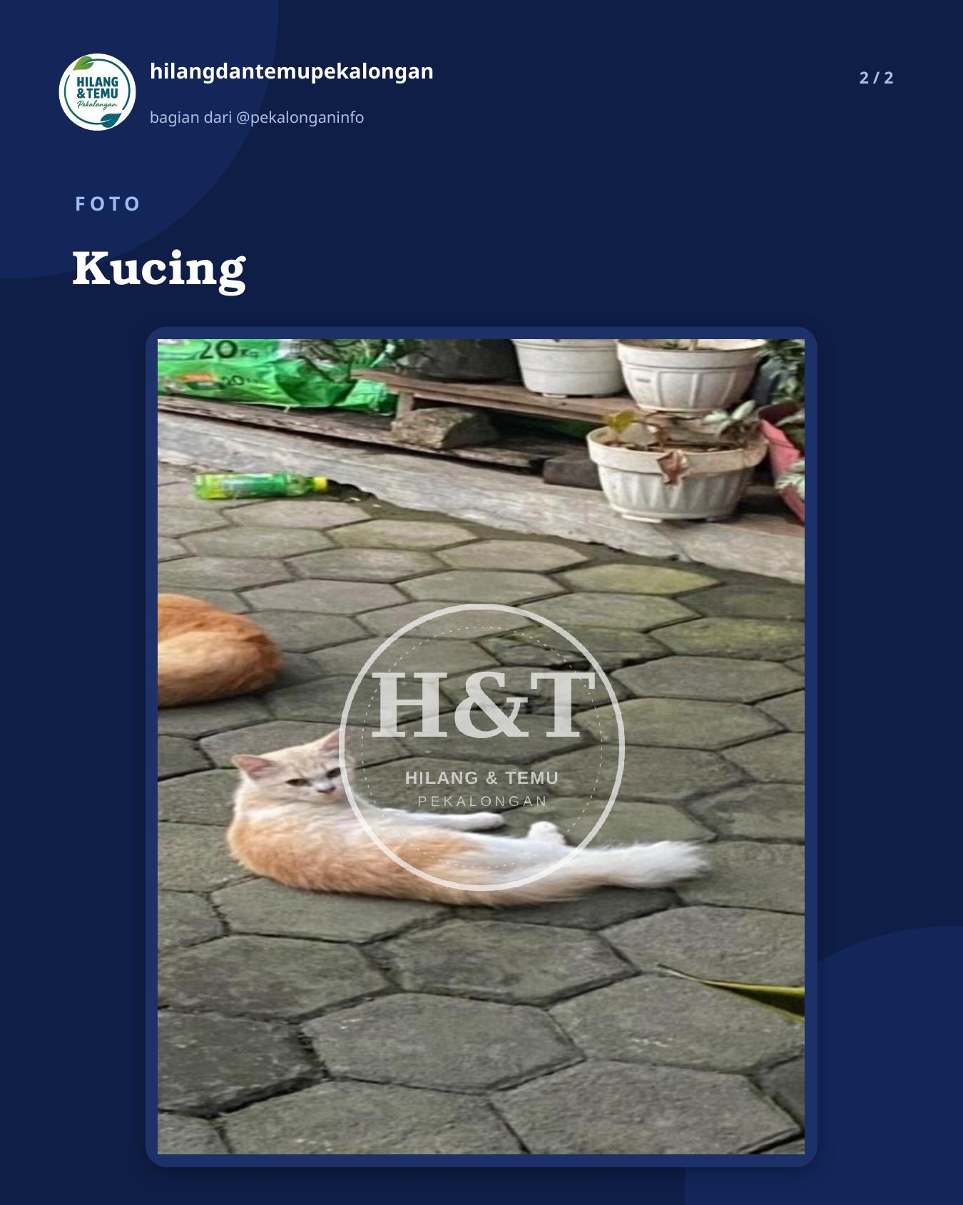 Slide 2 laporan Kucing