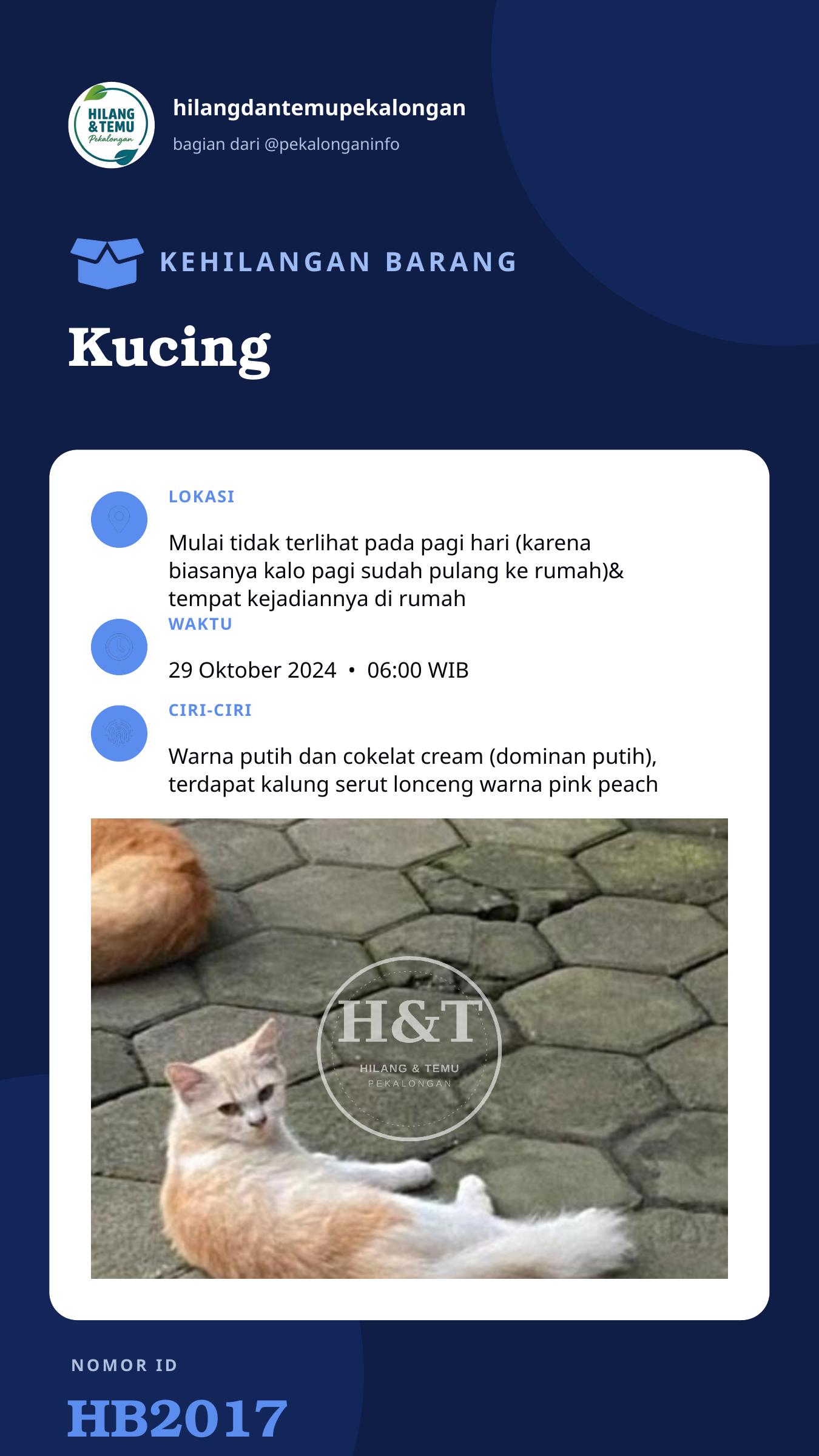 Story 9:16 laporan Kucing