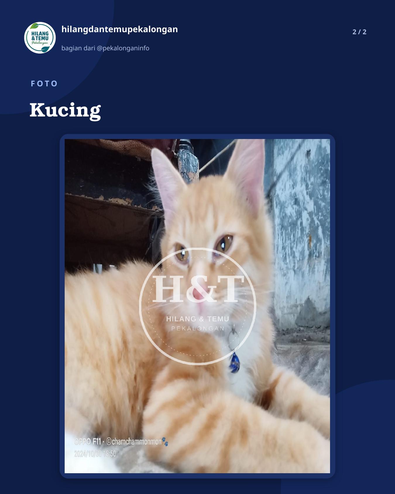 Slide 2 laporan Kucing