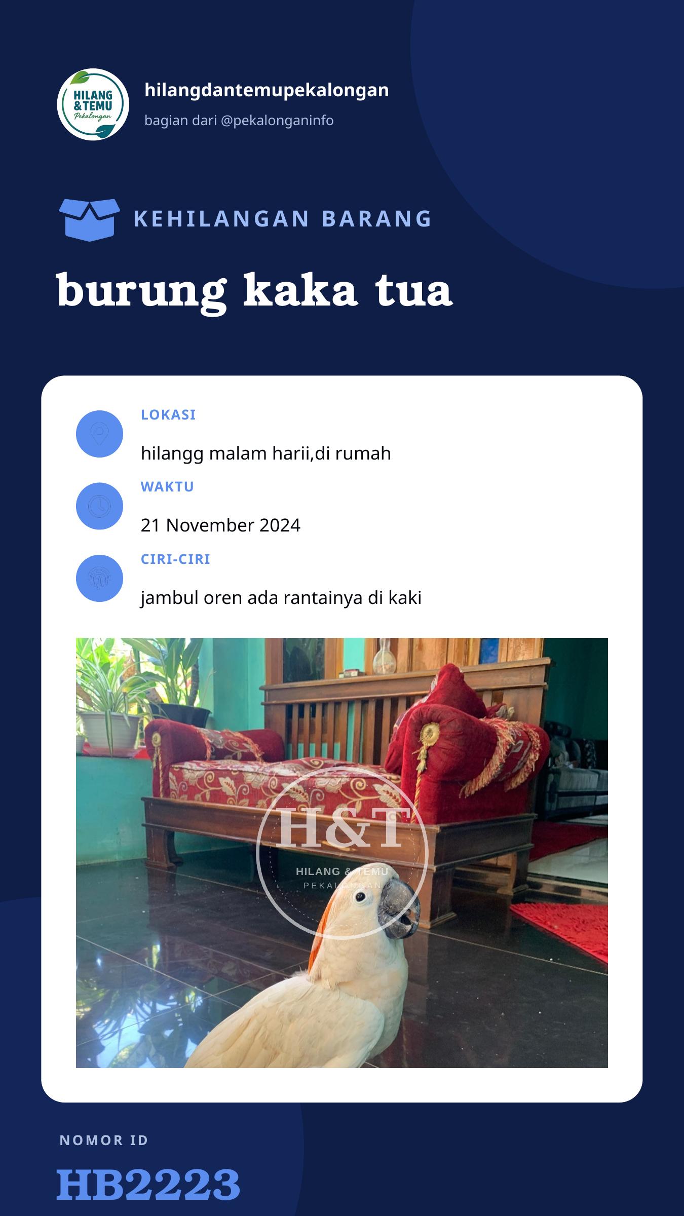 Story 9:16 laporan burung kaka tua