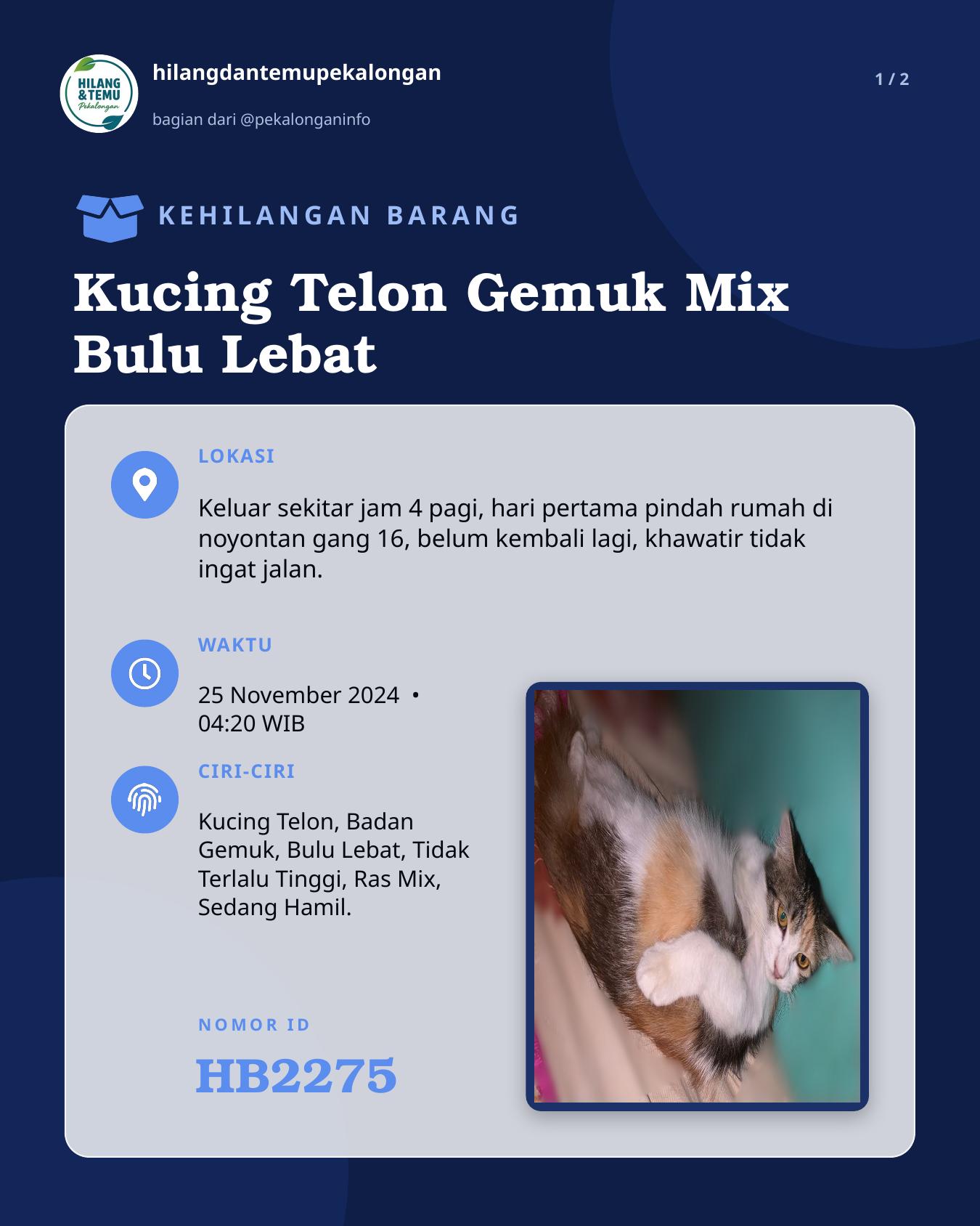 Slide 1 laporan Kucing Telon Gemuk Mix Bulu Lebat