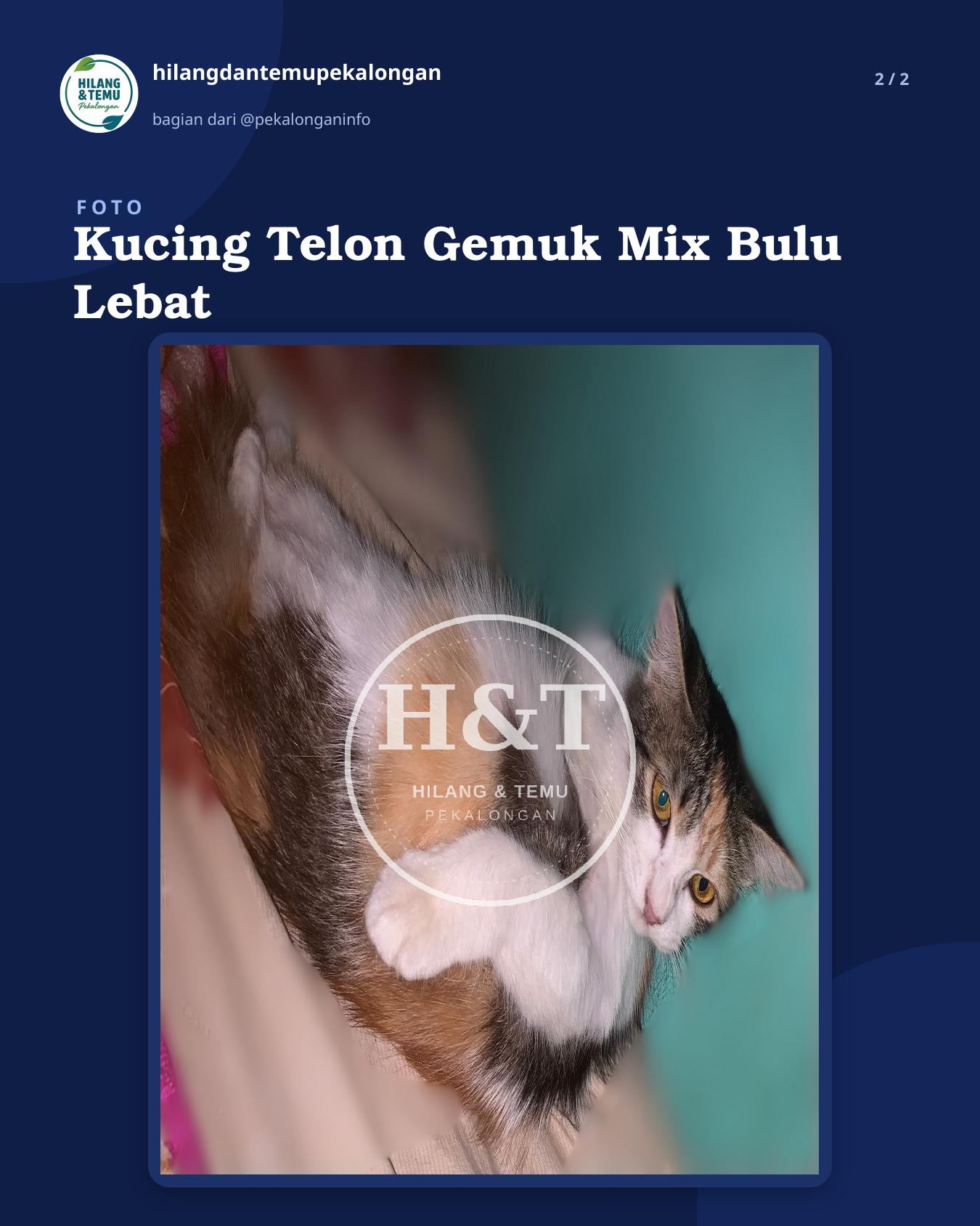 Slide 2 laporan Kucing Telon Gemuk Mix Bulu Lebat