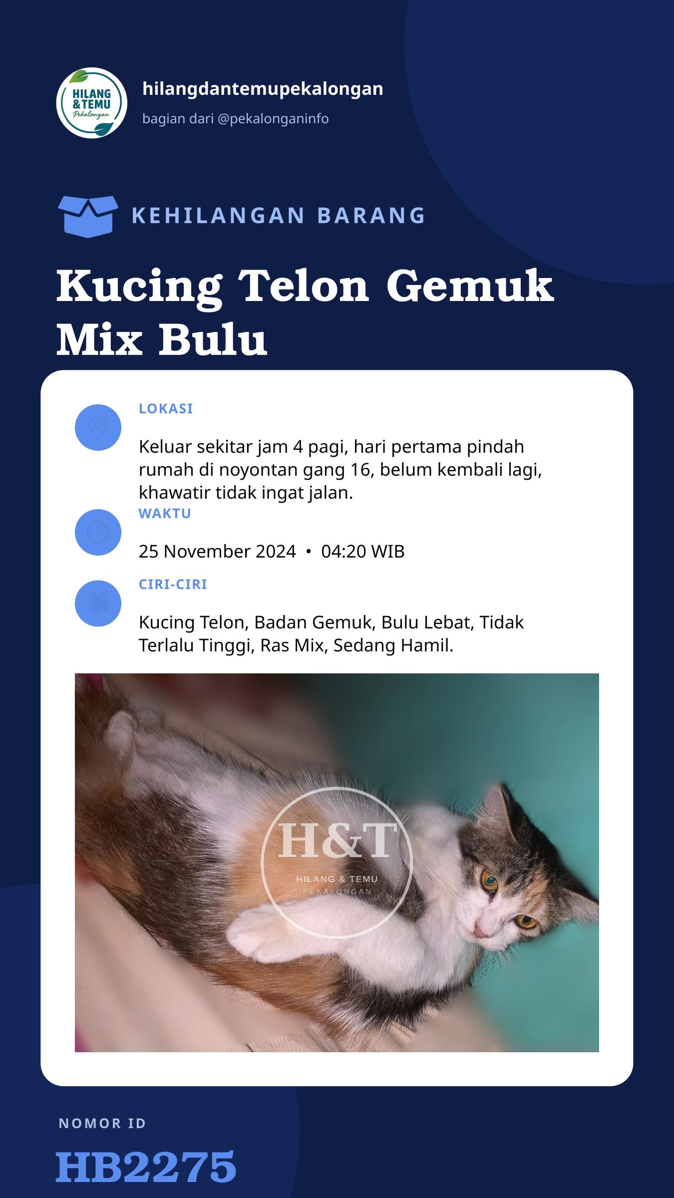 Story 9:16 laporan Kucing Telon Gemuk Mix Bulu Lebat