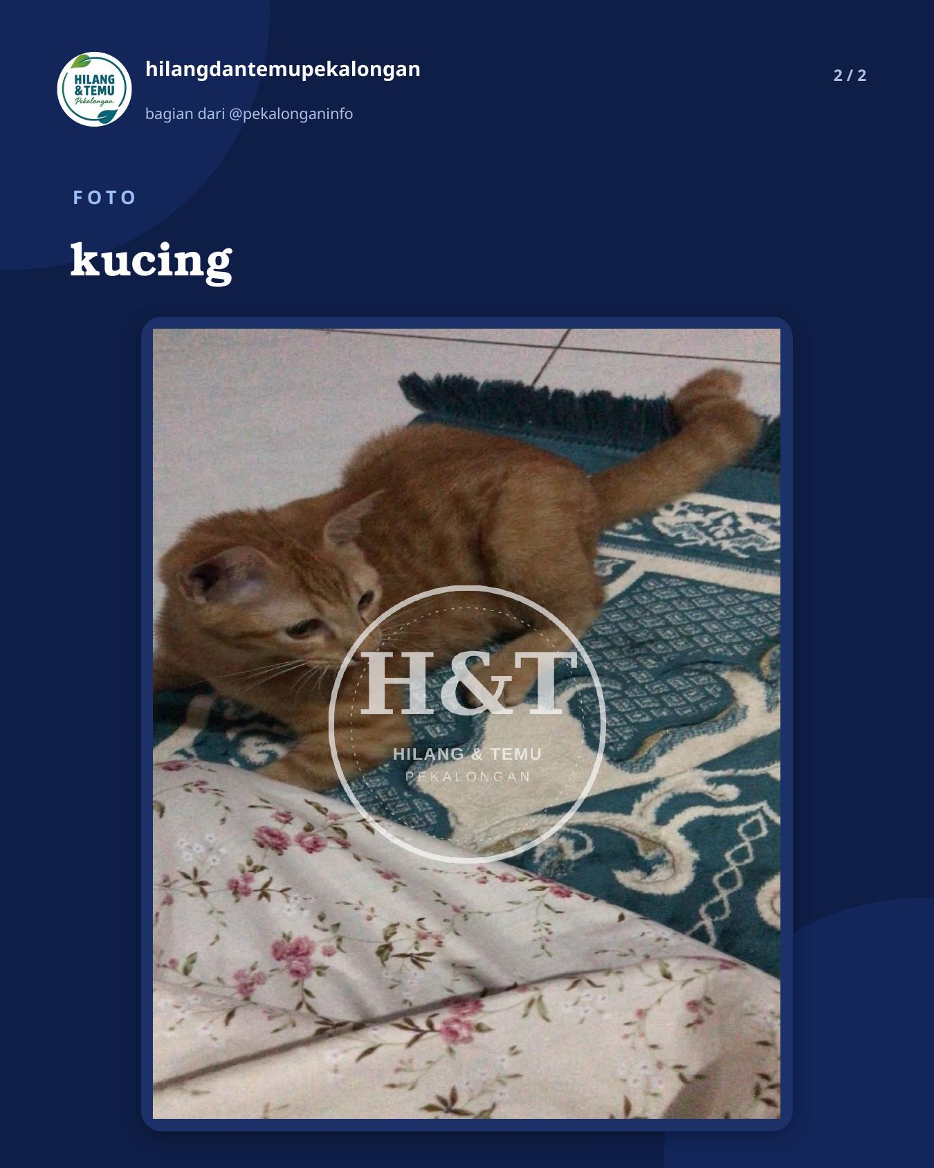 Slide 2 laporan kucing