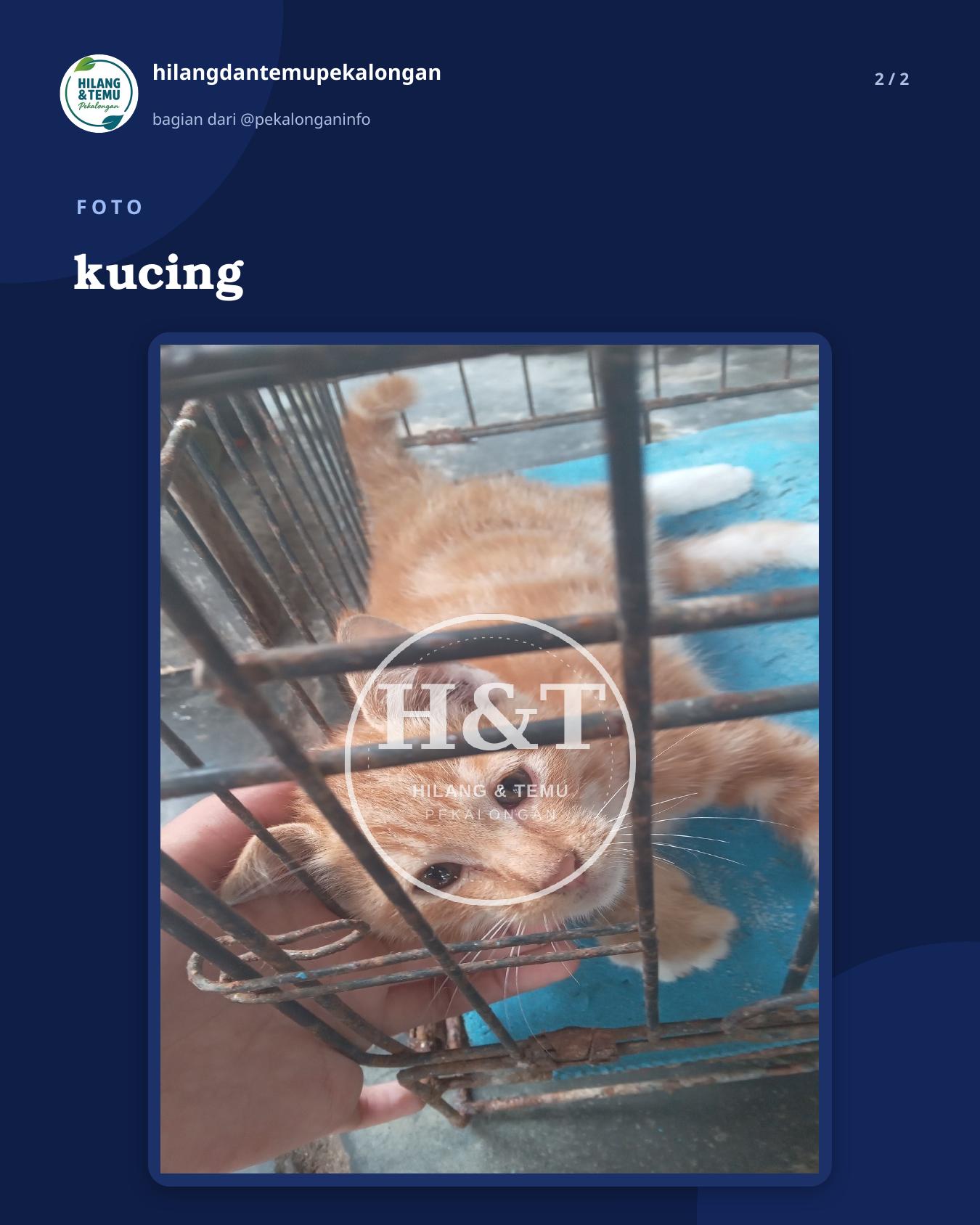 Slide 2 laporan kucing