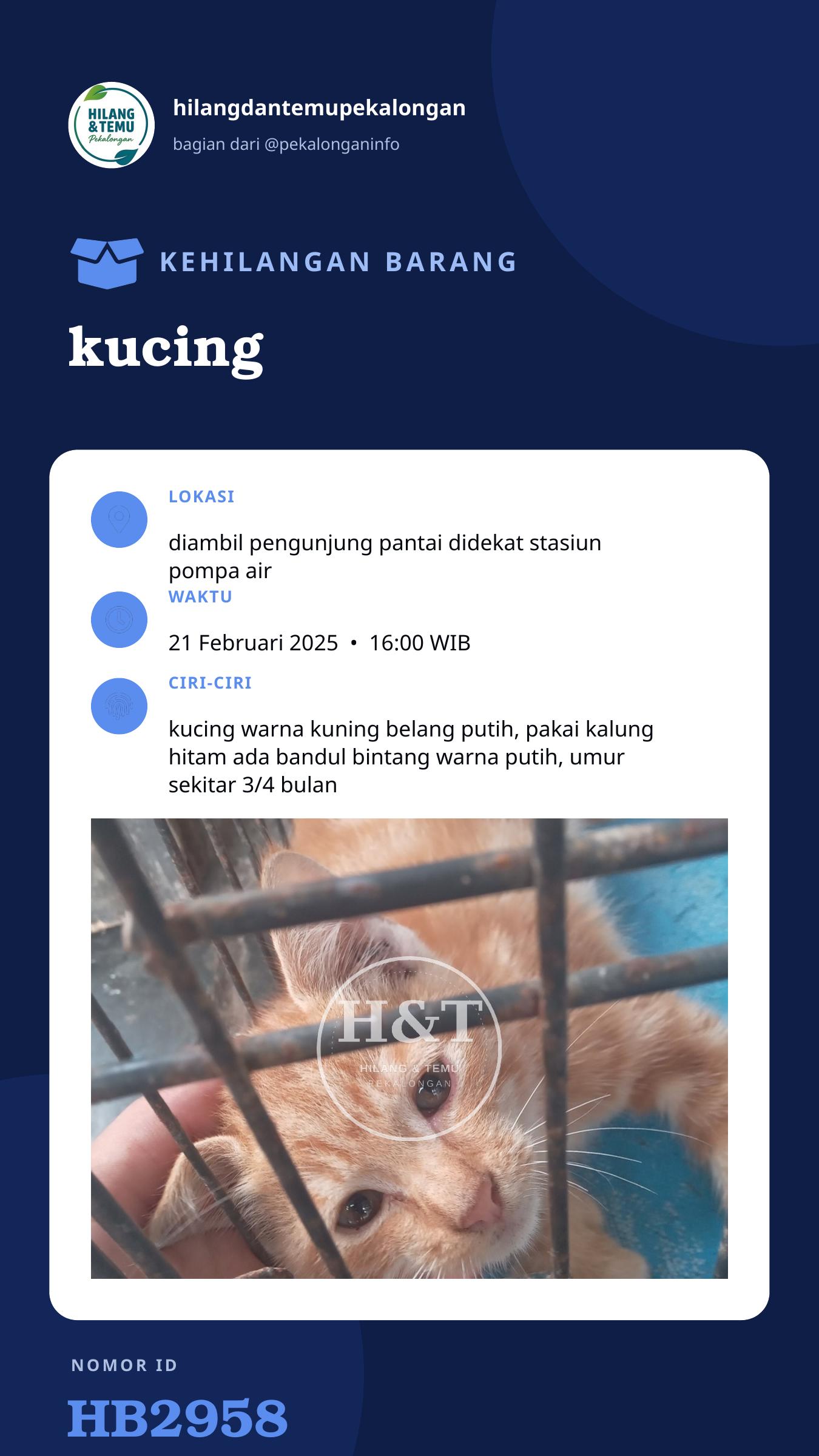 Story 9:16 laporan kucing