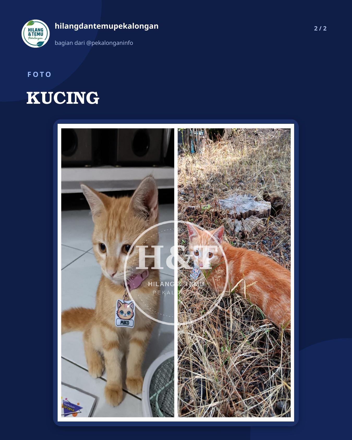 Slide 2 laporan KUCING