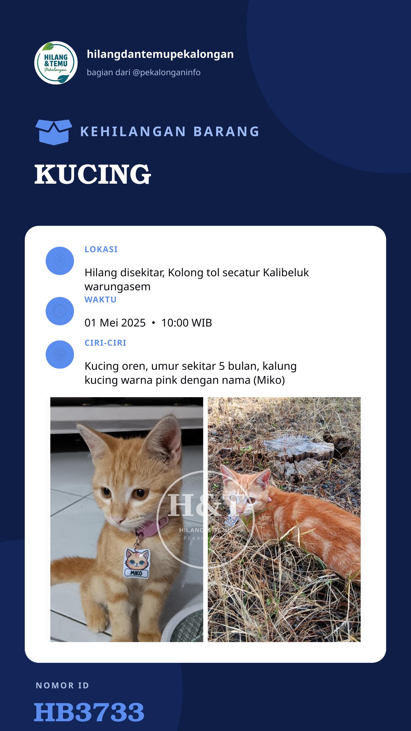 Story 9:16 laporan KUCING