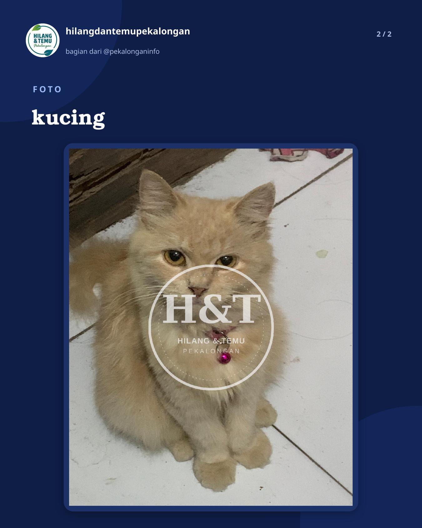 Slide 2 laporan kucing