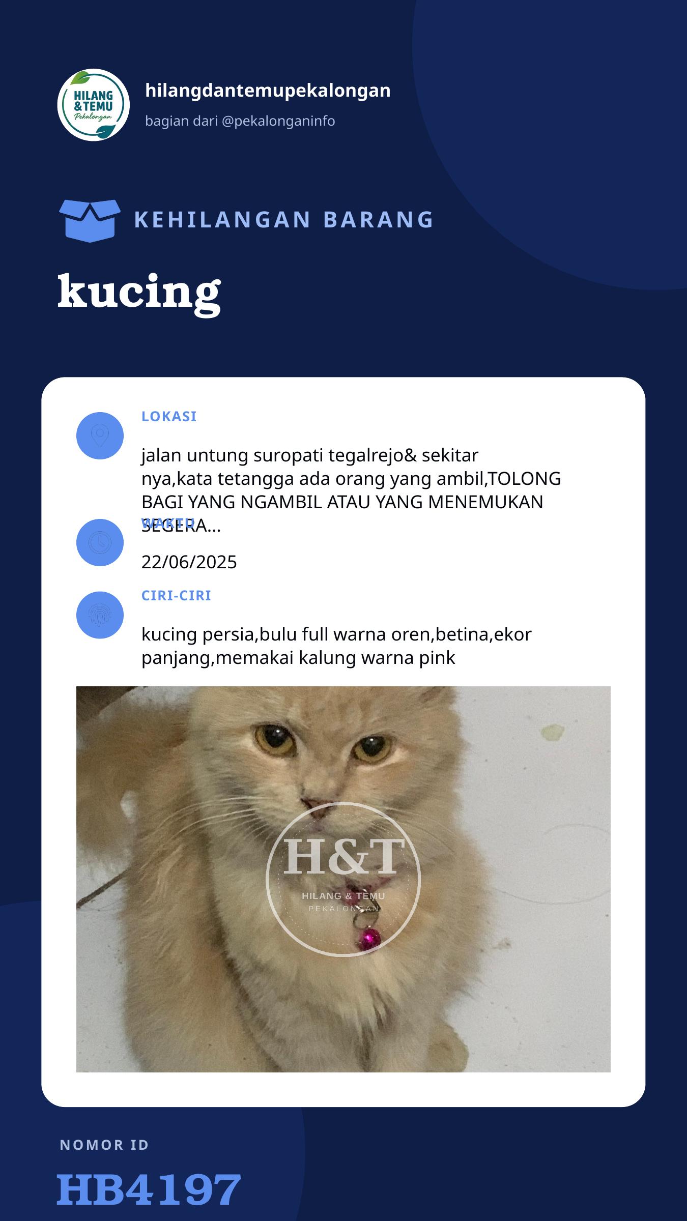 Story 9:16 laporan kucing