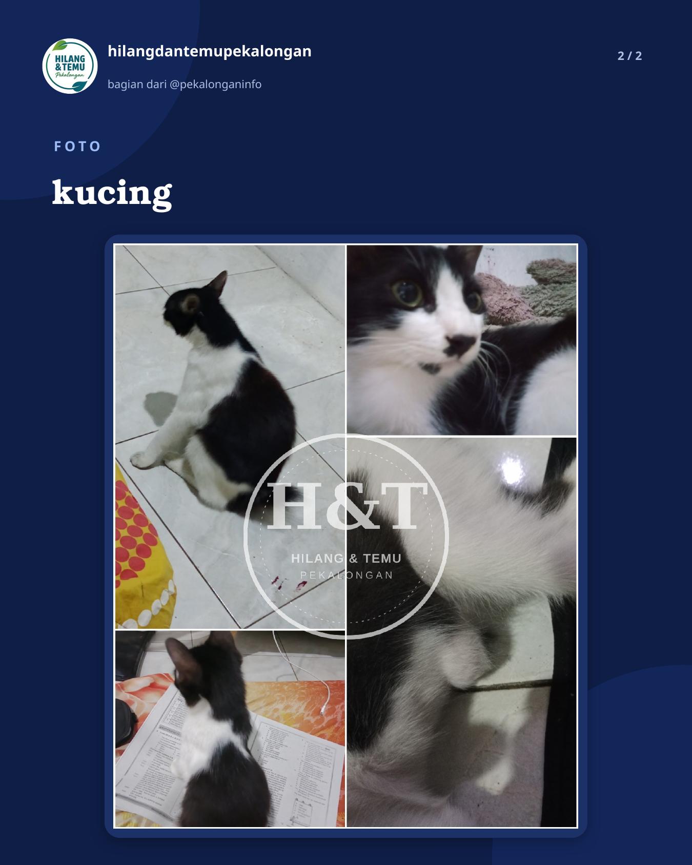 Slide 2 laporan kucing