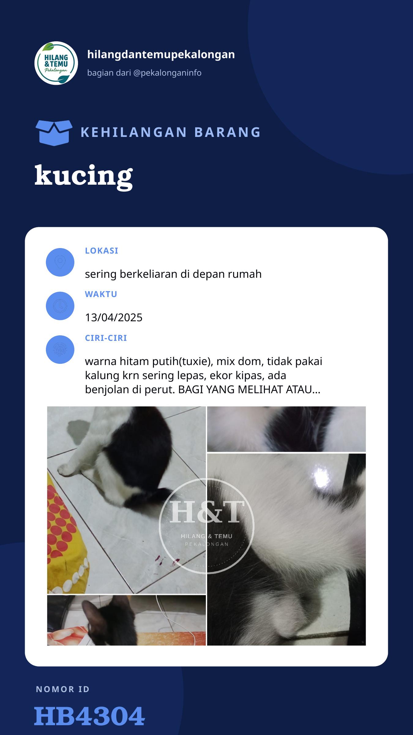 Story 9:16 laporan kucing