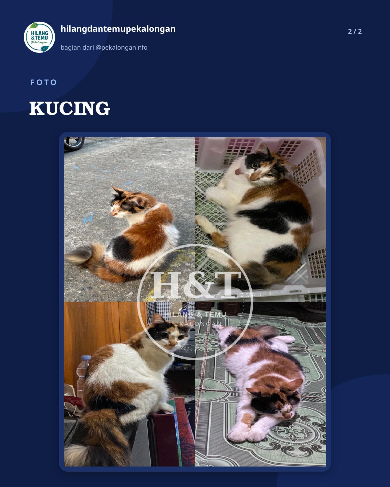 Slide 2 laporan KUCING