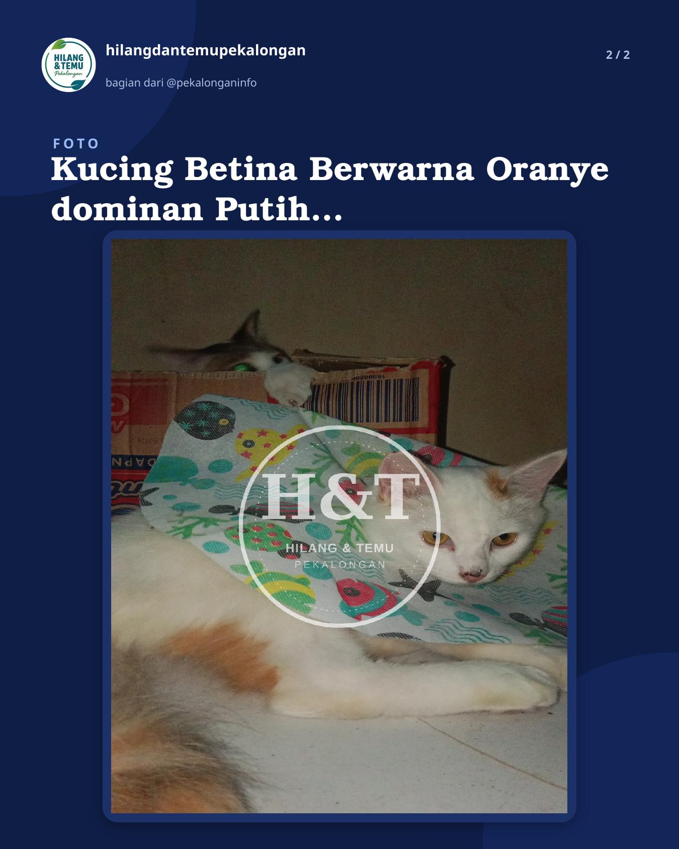 Slide 2 laporan Kucing Betina Berwarna Oranye dominan Putih berusia ±7 bulan