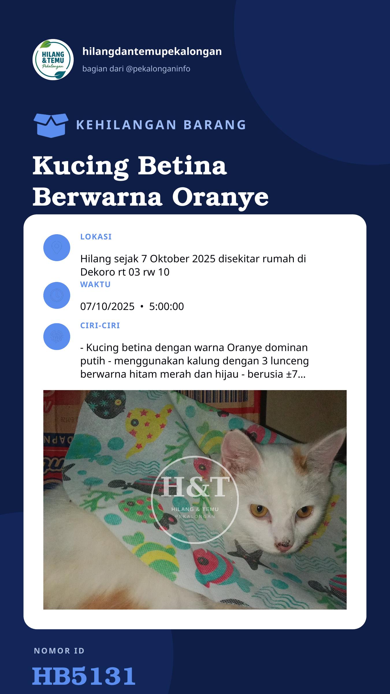 Story 9:16 laporan Kucing Betina Berwarna Oranye dominan Putih berusia ±7 bulan