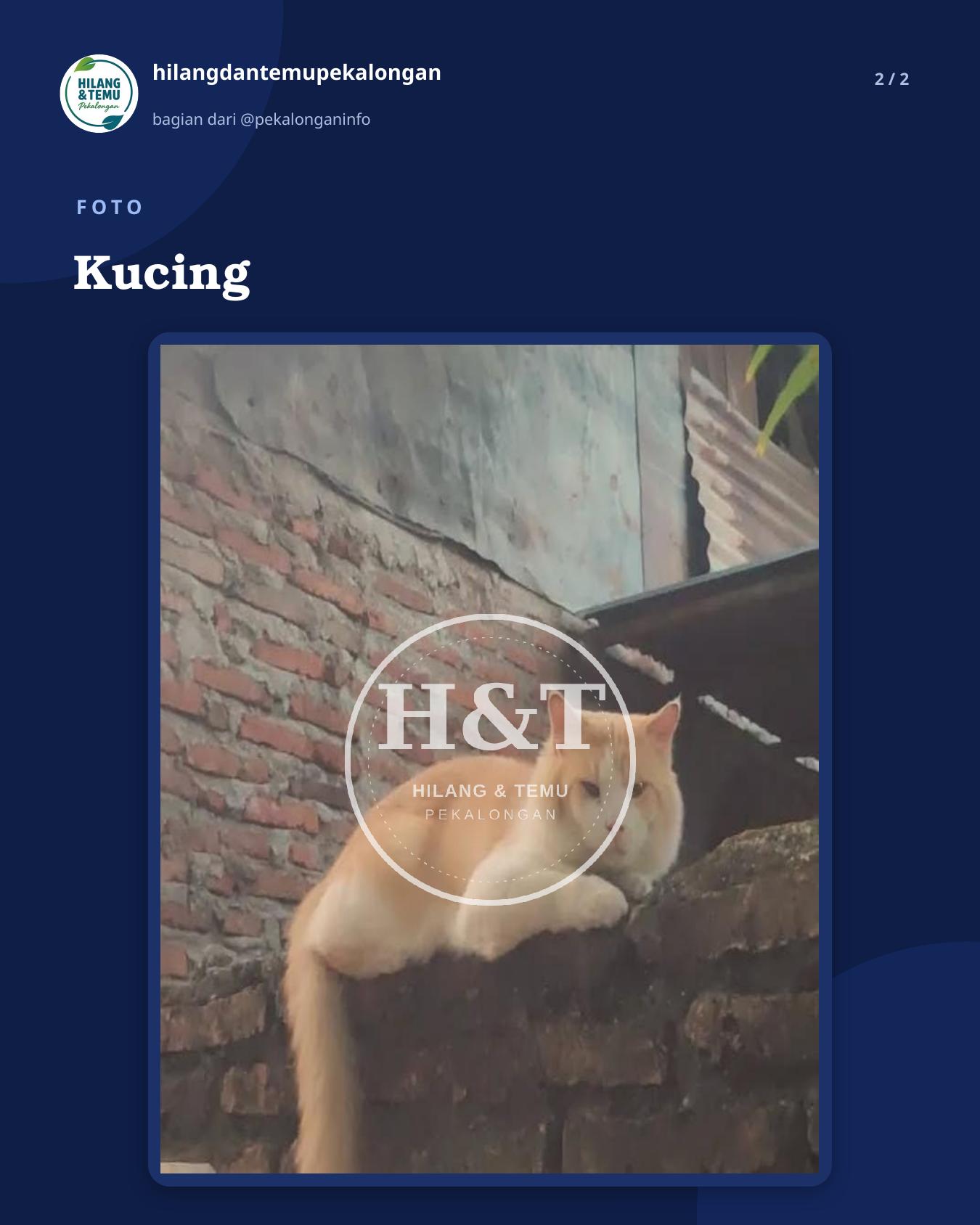 Slide 2 laporan Kucing