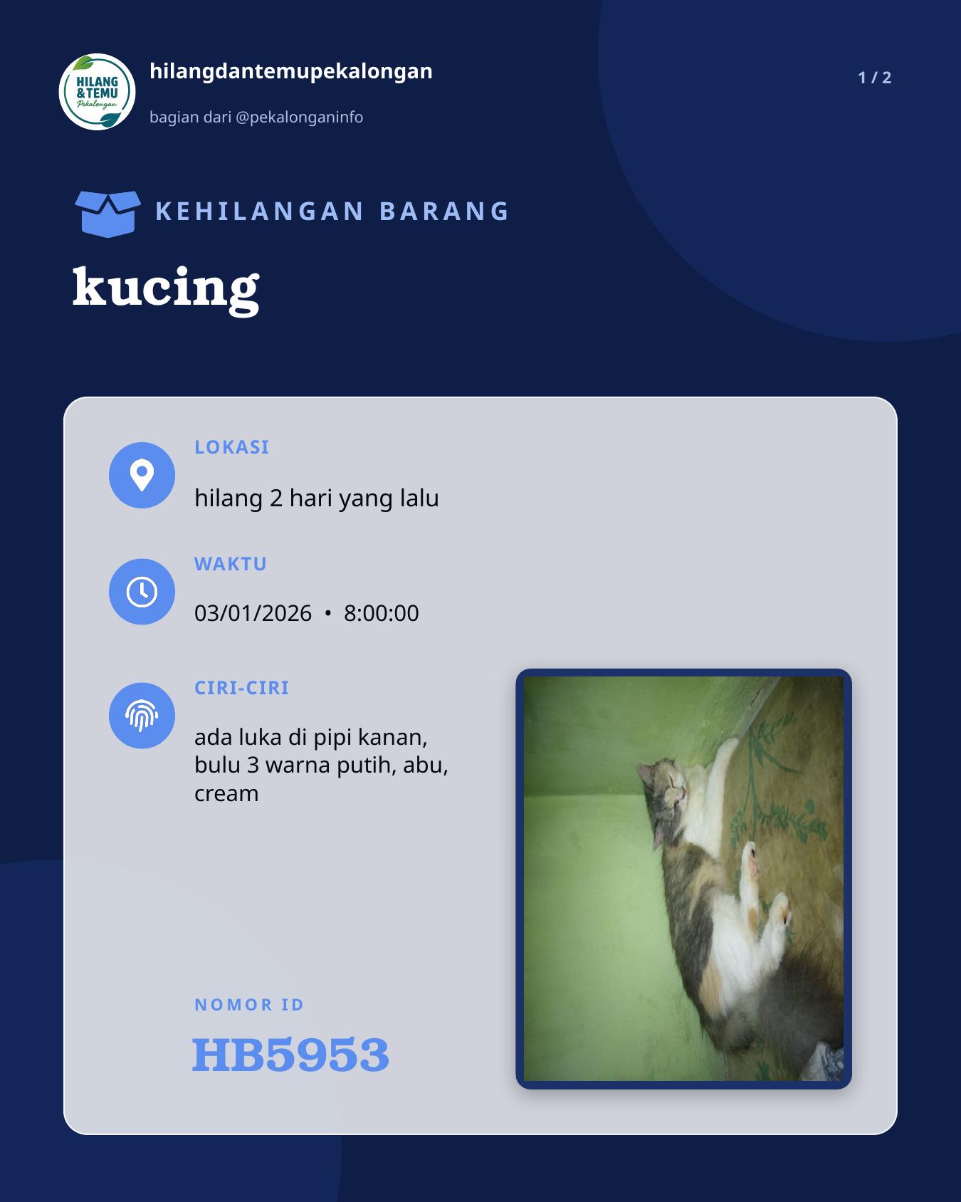 Slide 1 laporan kucing