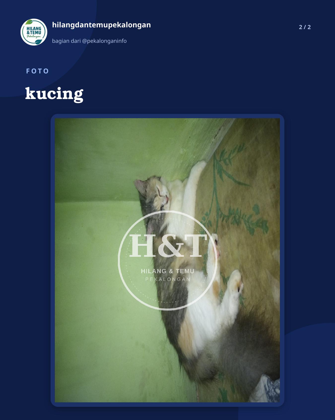 Slide 2 laporan kucing