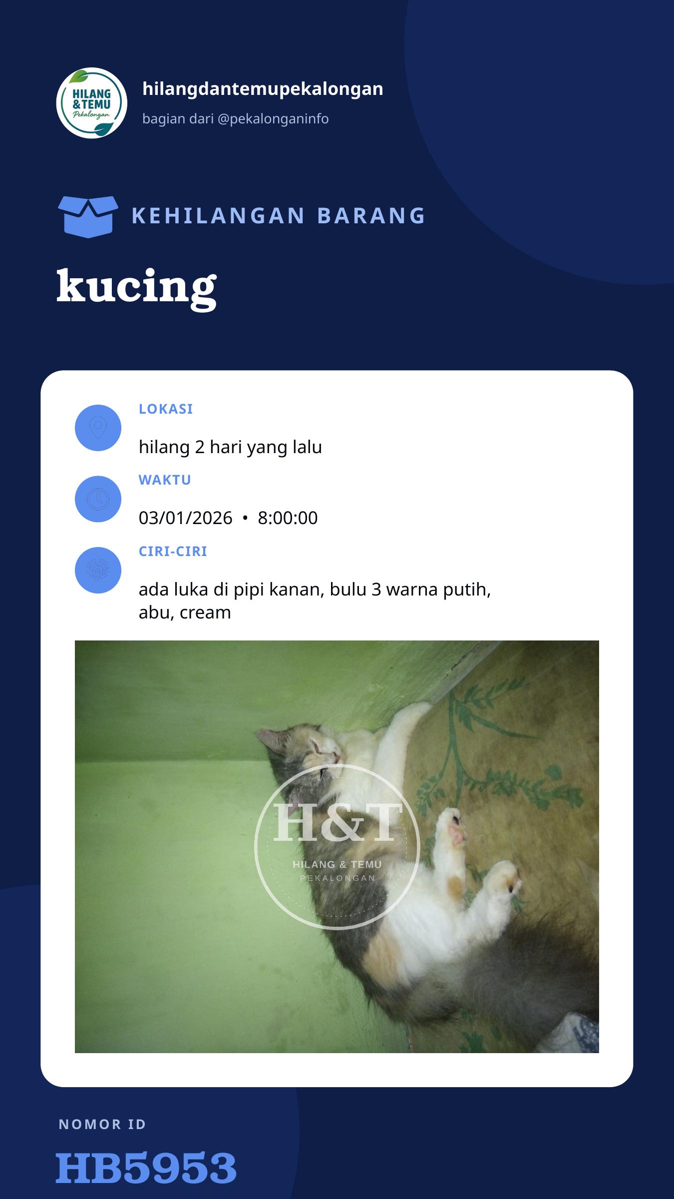 Story 9:16 laporan kucing