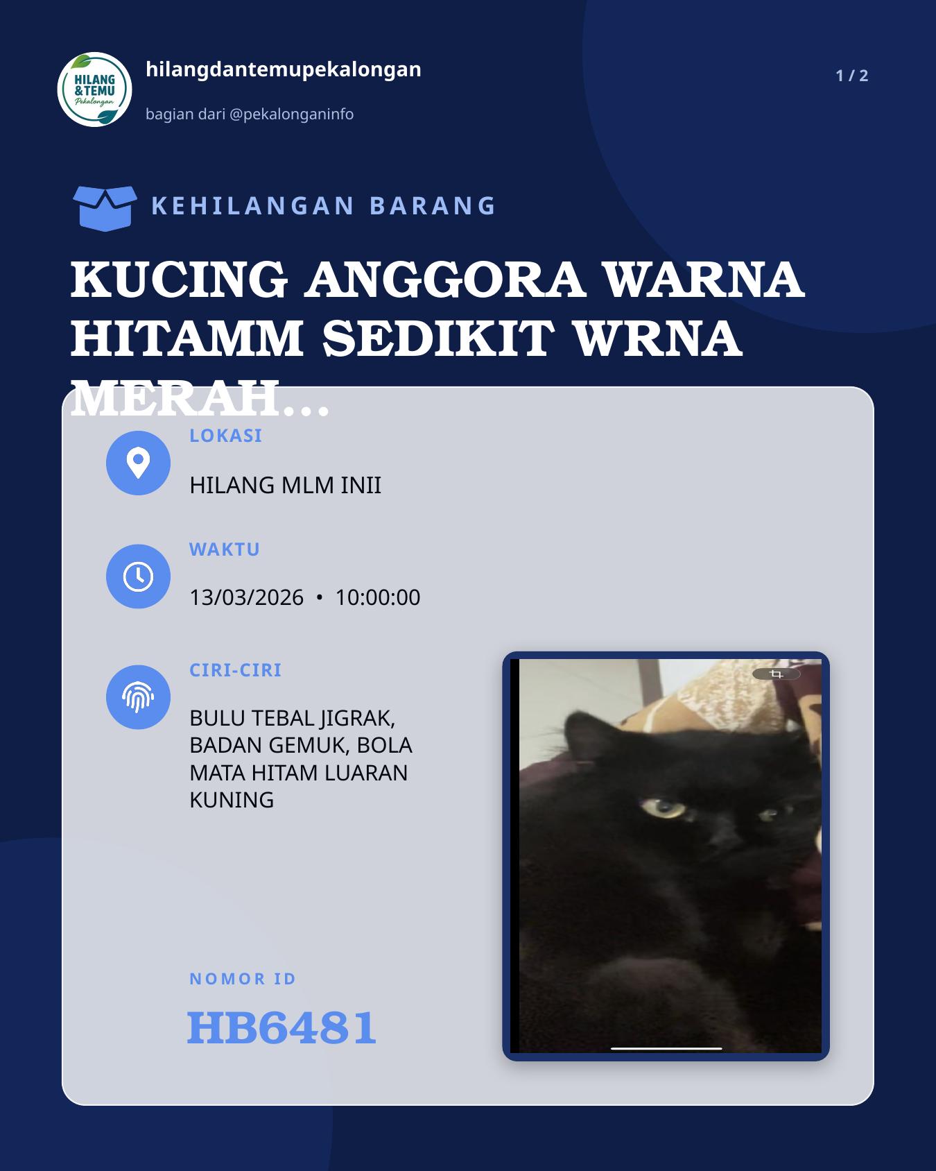 Slide 1 laporan KUCING ANGGORA WARNA HITAMM SEDIKIT WRNA MERAH SPT RMBUT SERING PANAS'AN YANG MENEMUKAN AKAN DIBERI IMBALAN