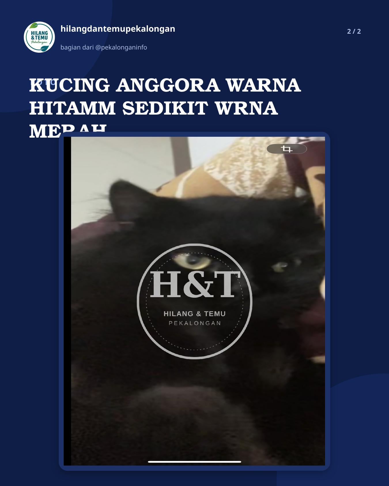 Slide 2 laporan KUCING ANGGORA WARNA HITAMM SEDIKIT WRNA MERAH SPT RMBUT SERING PANAS'AN YANG MENEMUKAN AKAN DIBERI IMBALAN