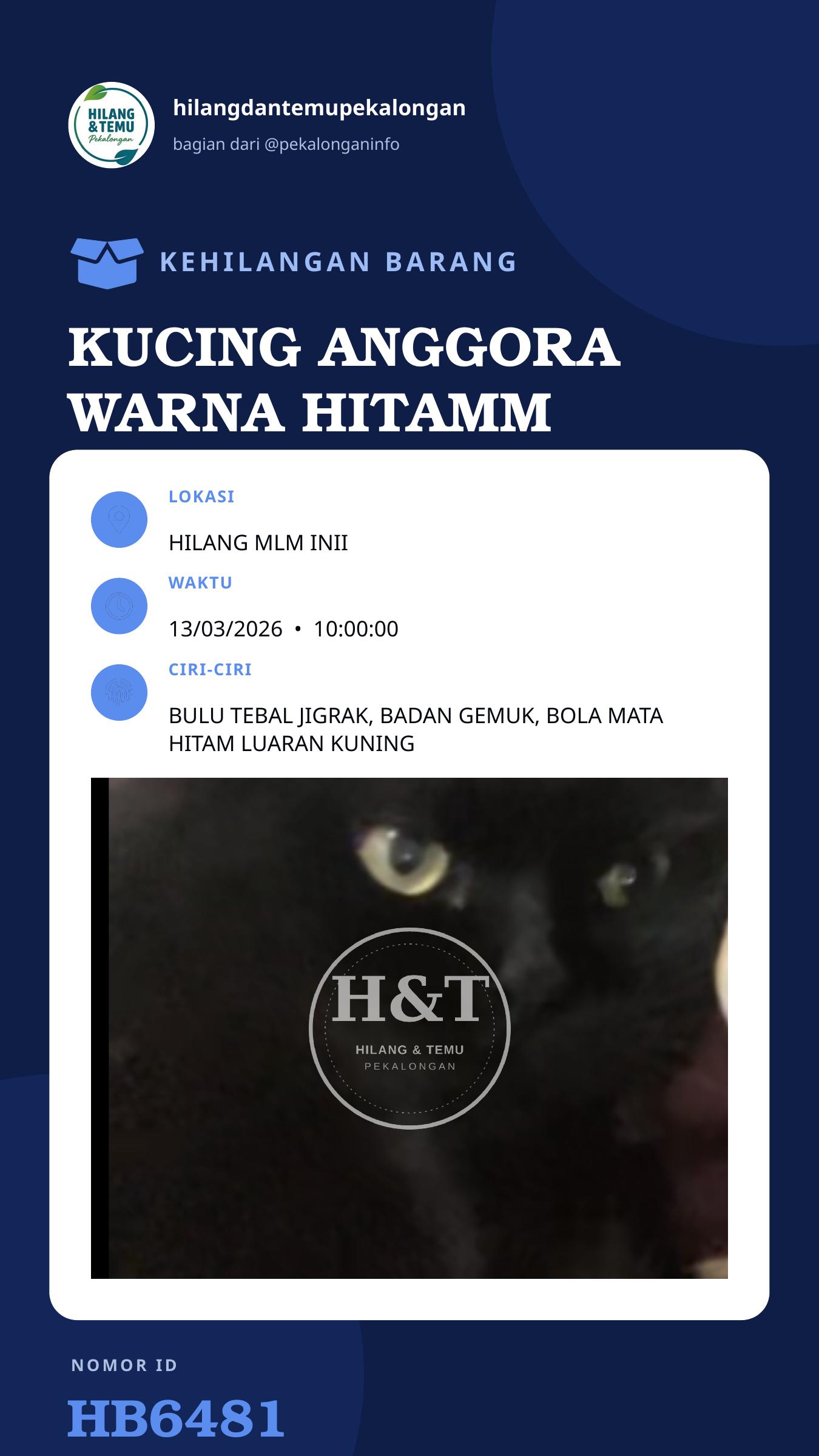 Story 9:16 laporan KUCING ANGGORA WARNA HITAMM SEDIKIT WRNA MERAH SPT RMBUT SERING PANAS'AN YANG MENEMUKAN AKAN DIBERI IMBALAN