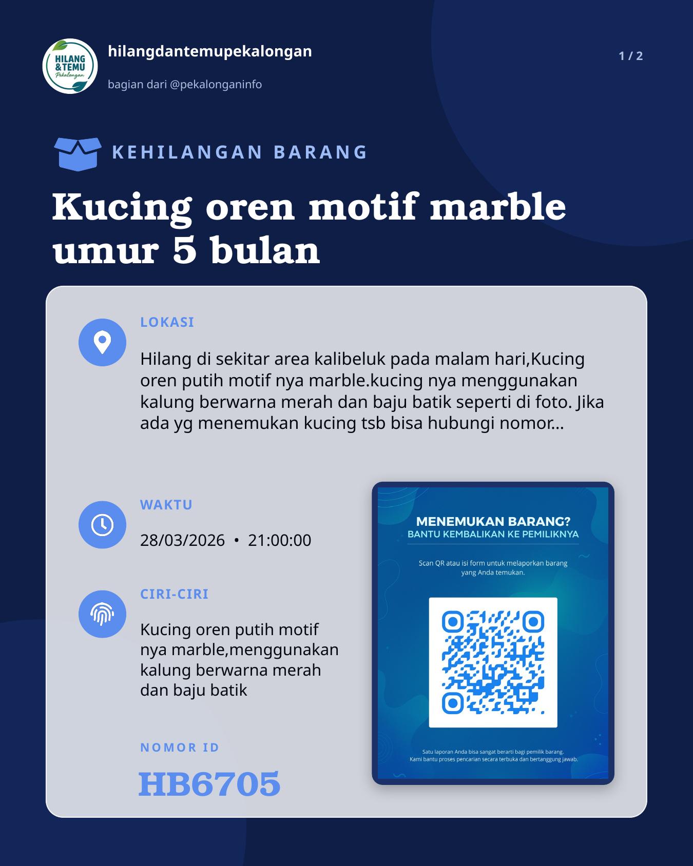 Slide 1 laporan Kucing oren motif marble umur 5 bulan