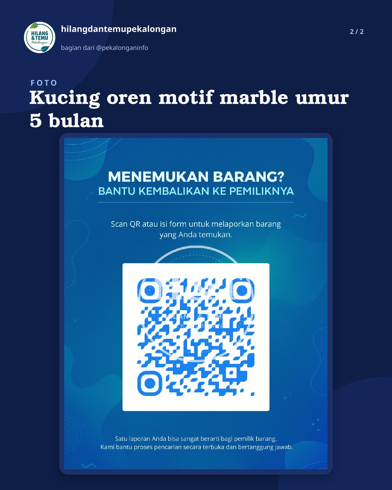 Slide 2 laporan Kucing oren motif marble umur 5 bulan