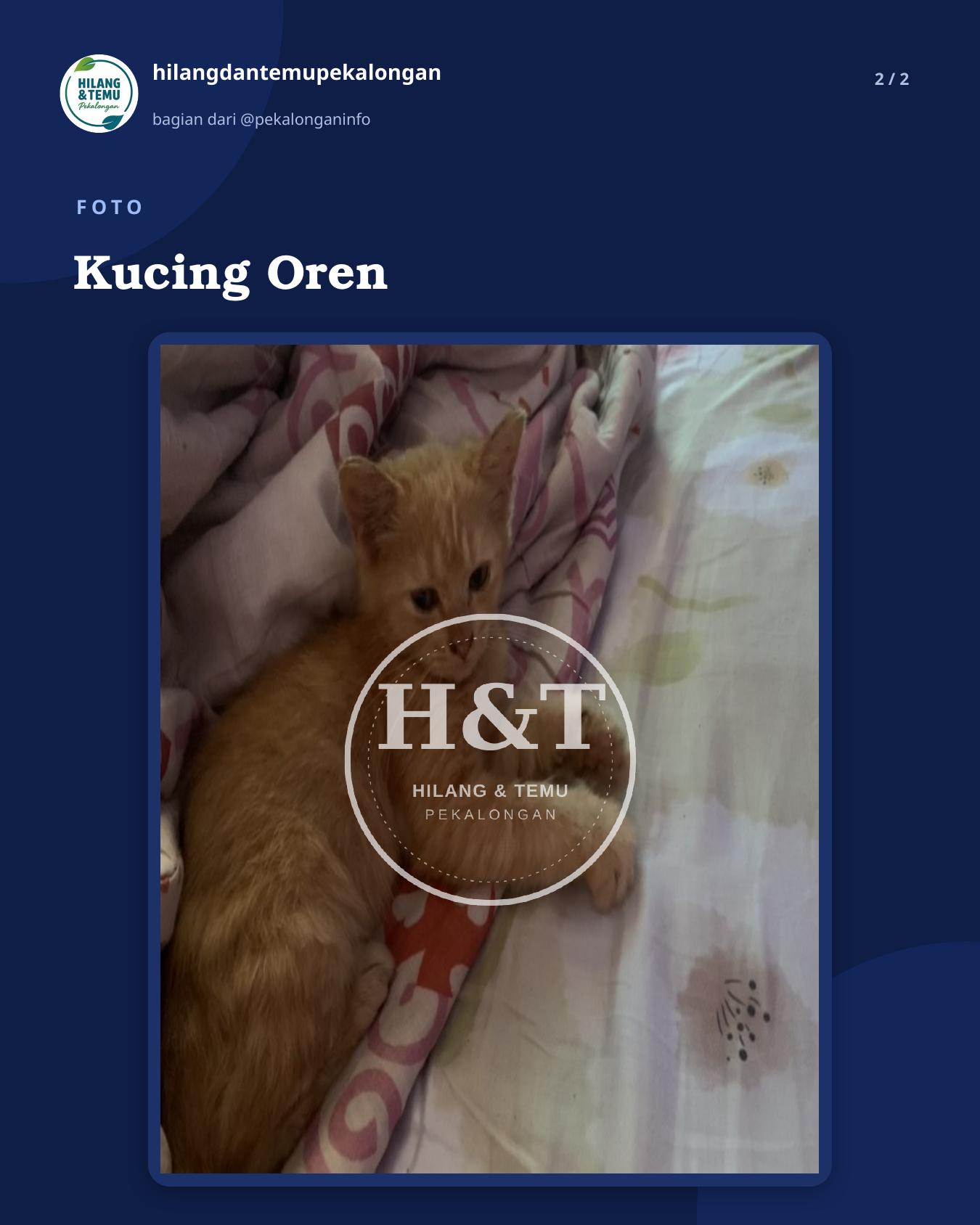 Slide 2 laporan Kucing Oren