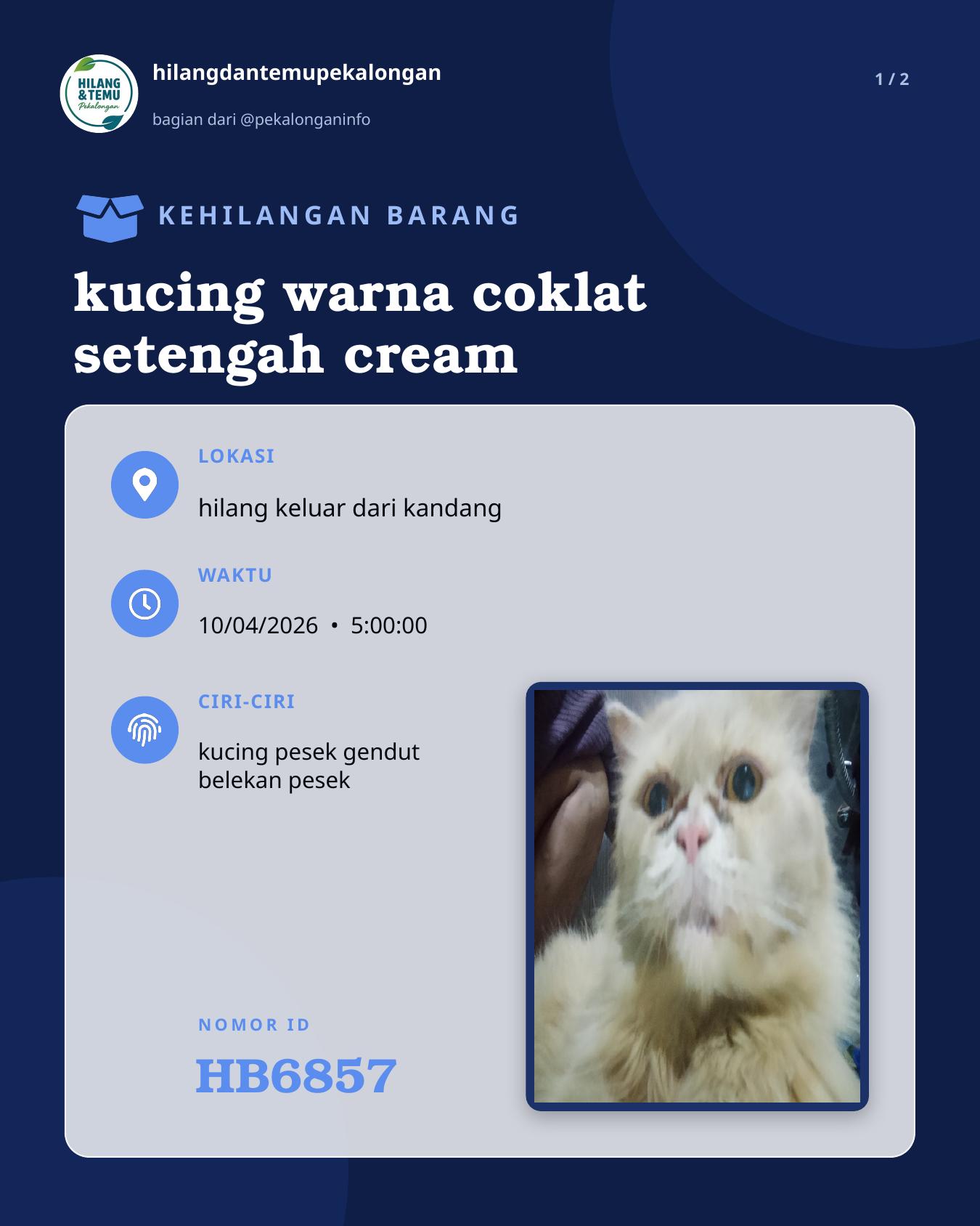Slide 1 laporan kucing warna coklat setengah cream